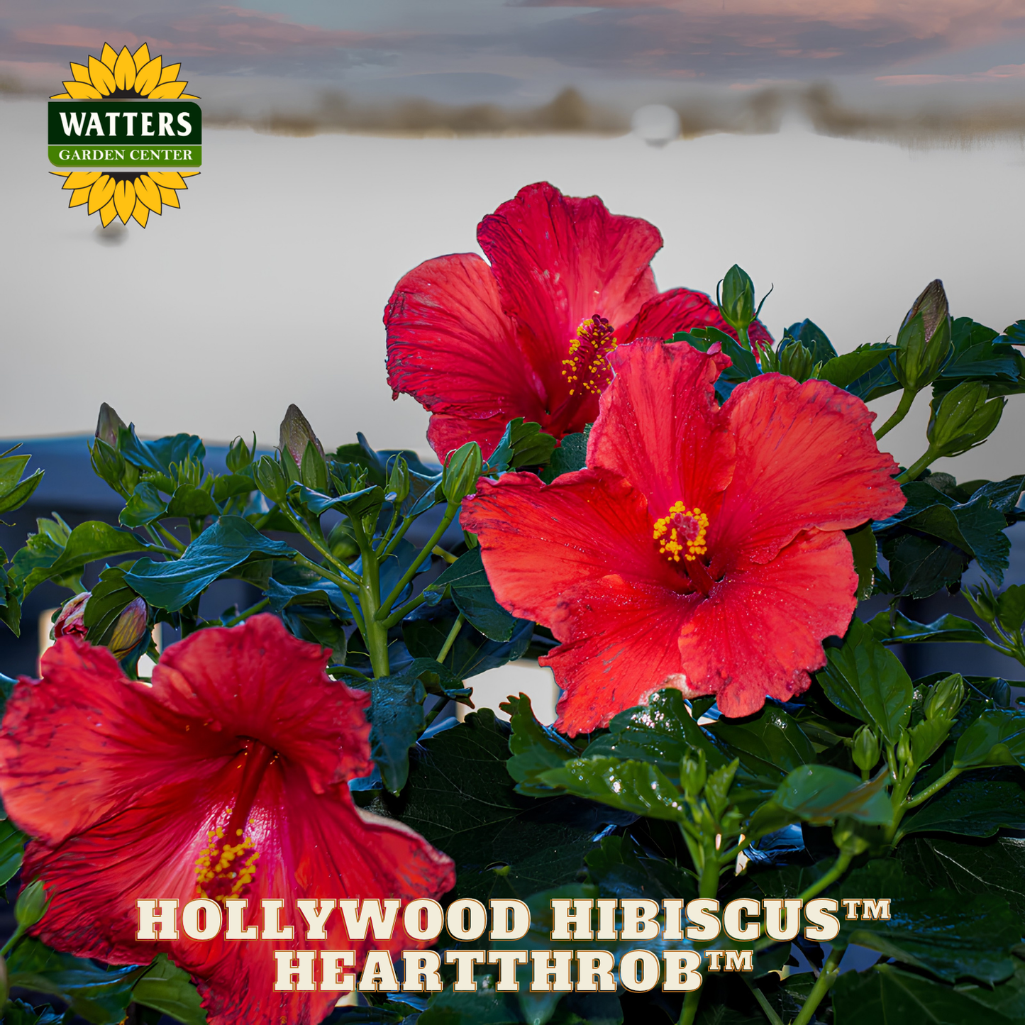 Red hibiscus flowers with 'Watters Garden Center' logo and 'Hollywood Hibiscus Heartthrob' text.