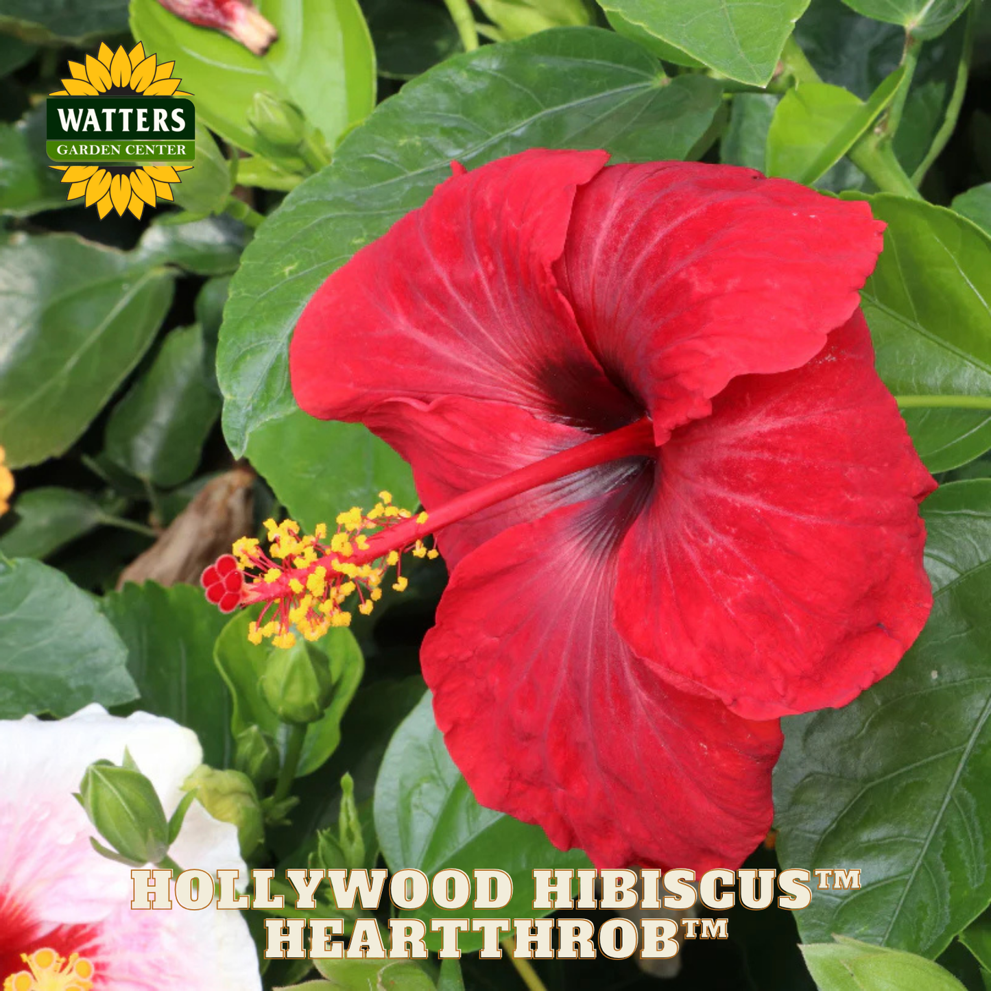 Red hibiscus flower with green leaves and Watters Garden Center branding.