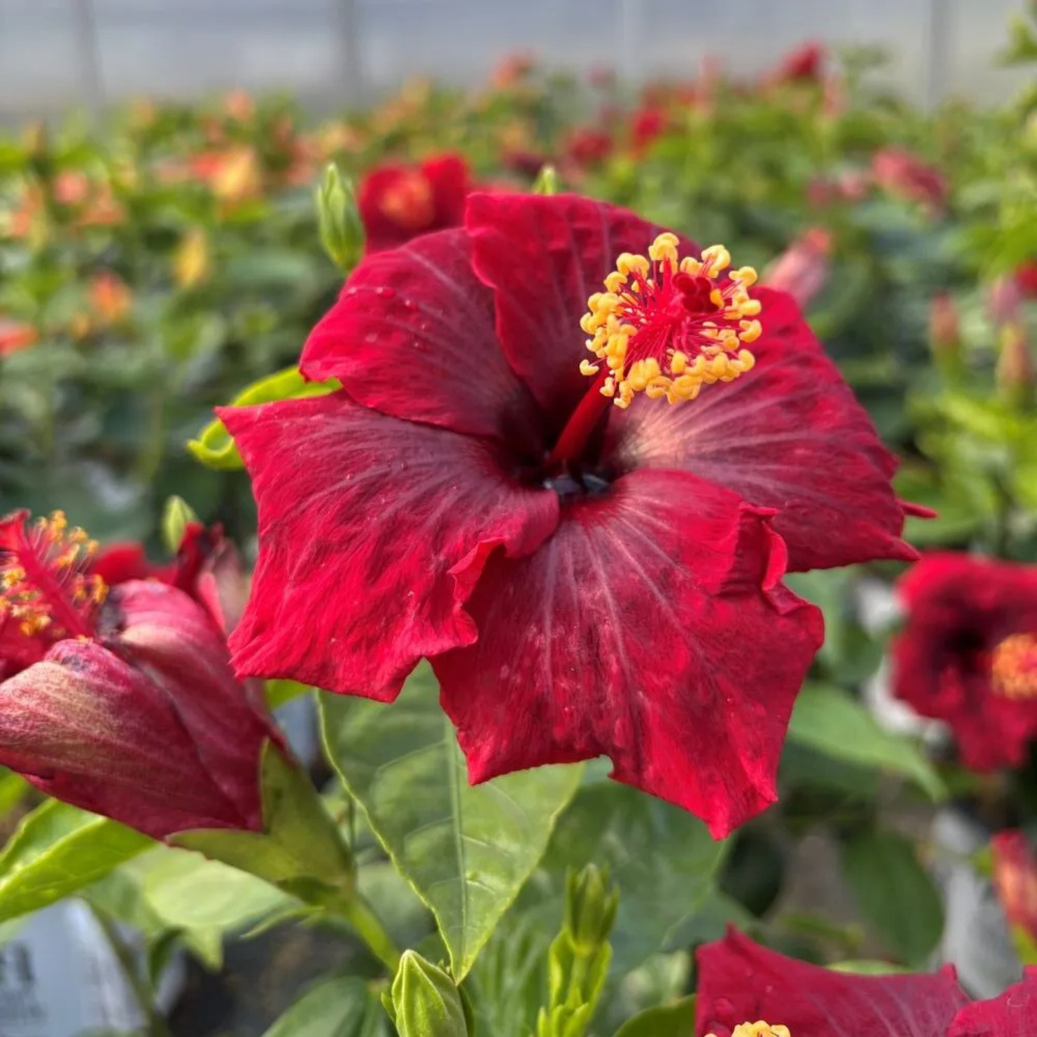 Close-up of a vibrant red flower with yellow center in a garden setting