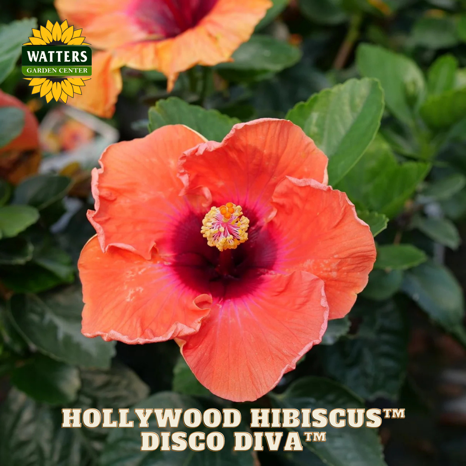 Hollywood Hibiscus Disco Diva flower with Watters Garden Center branding.