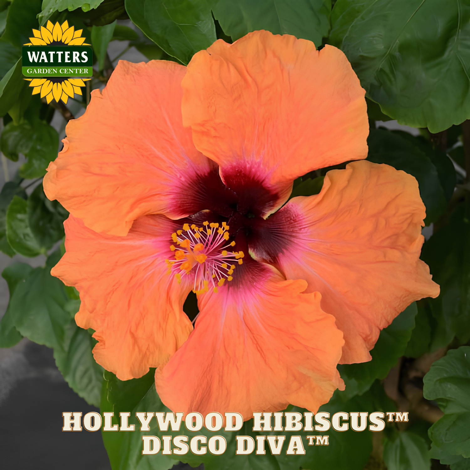 Orange hibiscus flower with green leaves and Watters Garden Center branding.