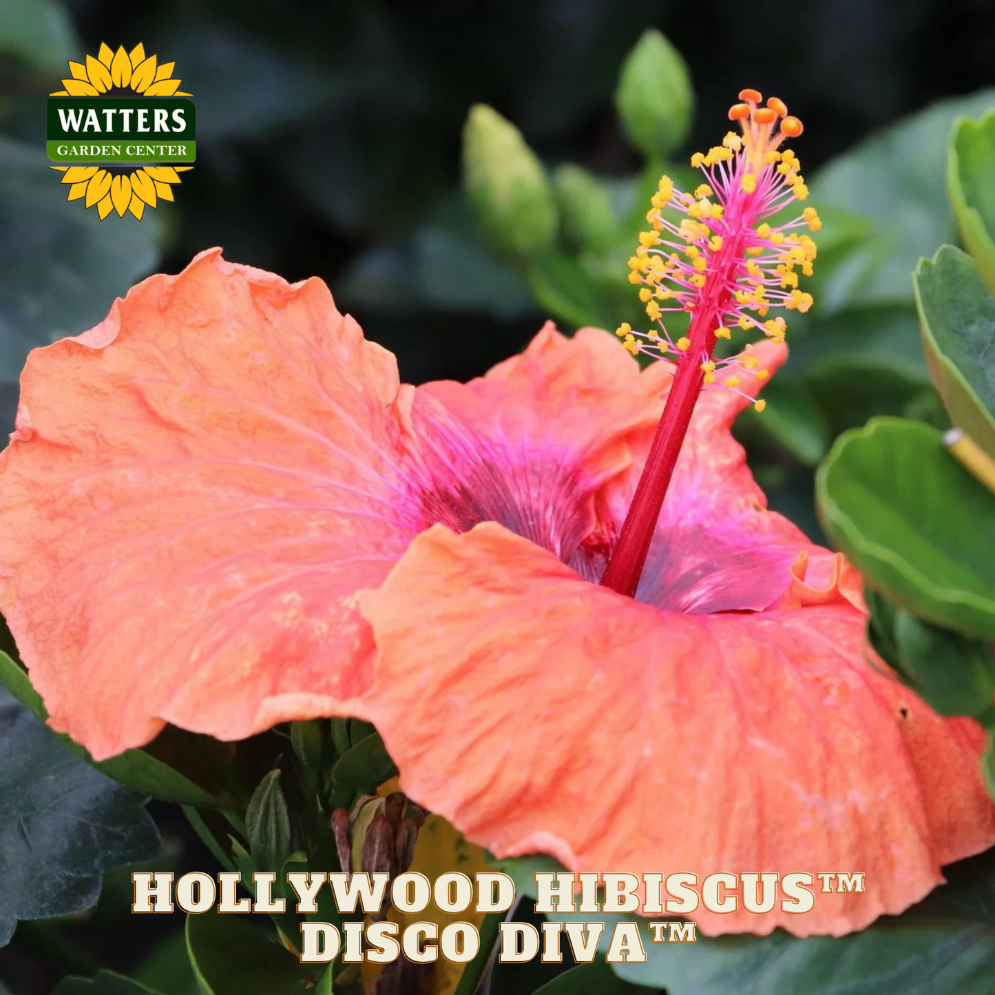Close-up of a pink hibiscus flower with green leaves, featuring Watters Garden Center branding.