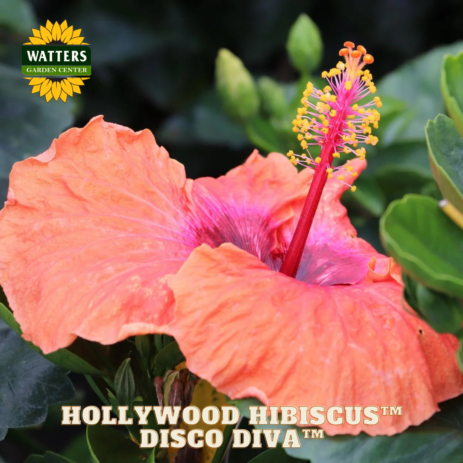 Close-up of a pink hibiscus flower with green leaves, featuring Watters Garden Center branding.