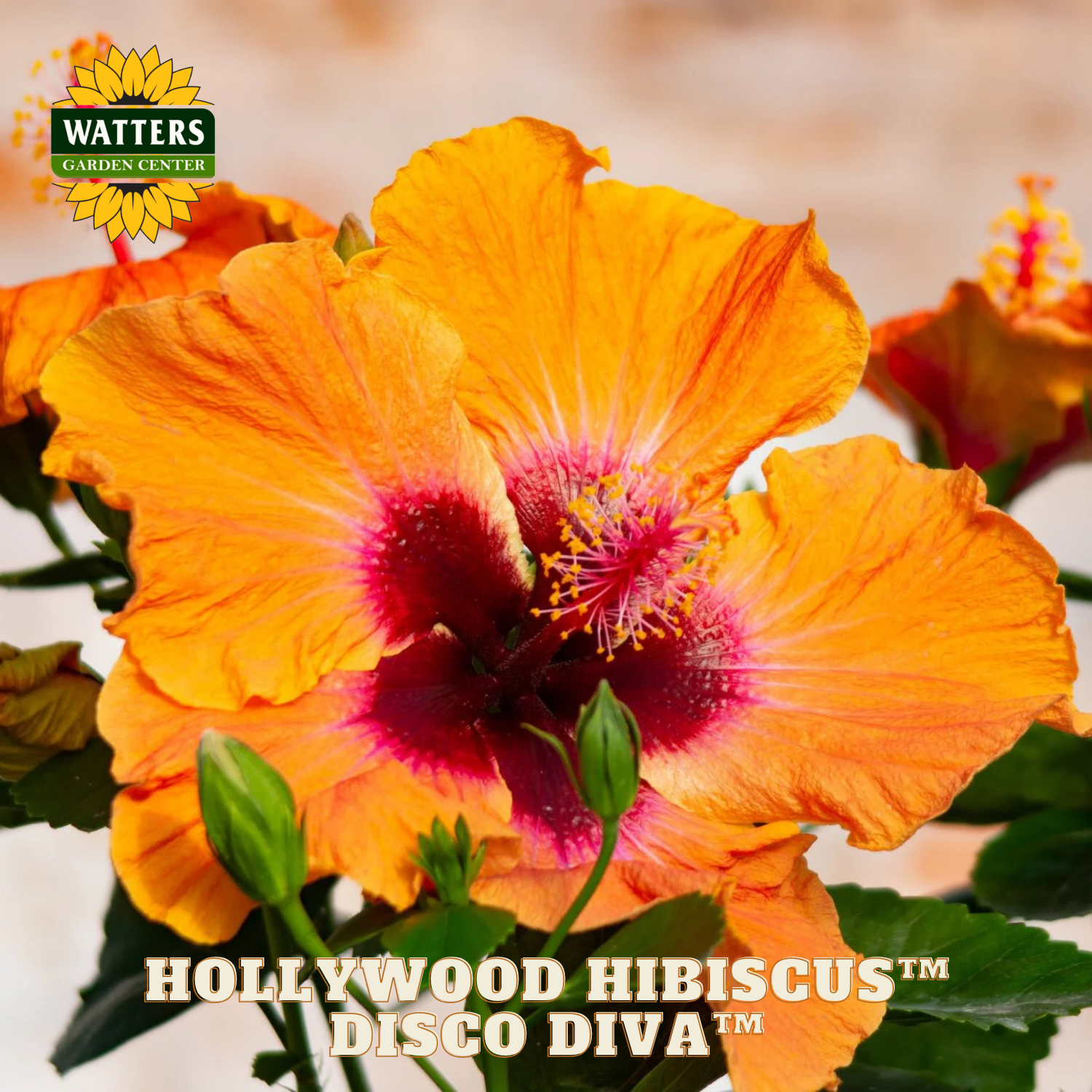 Orange hibiscus flower with pink center, labeled 'Hollywood Hibiscus Heart Throbbing', on a blurred background with Watters Garden Center logo.