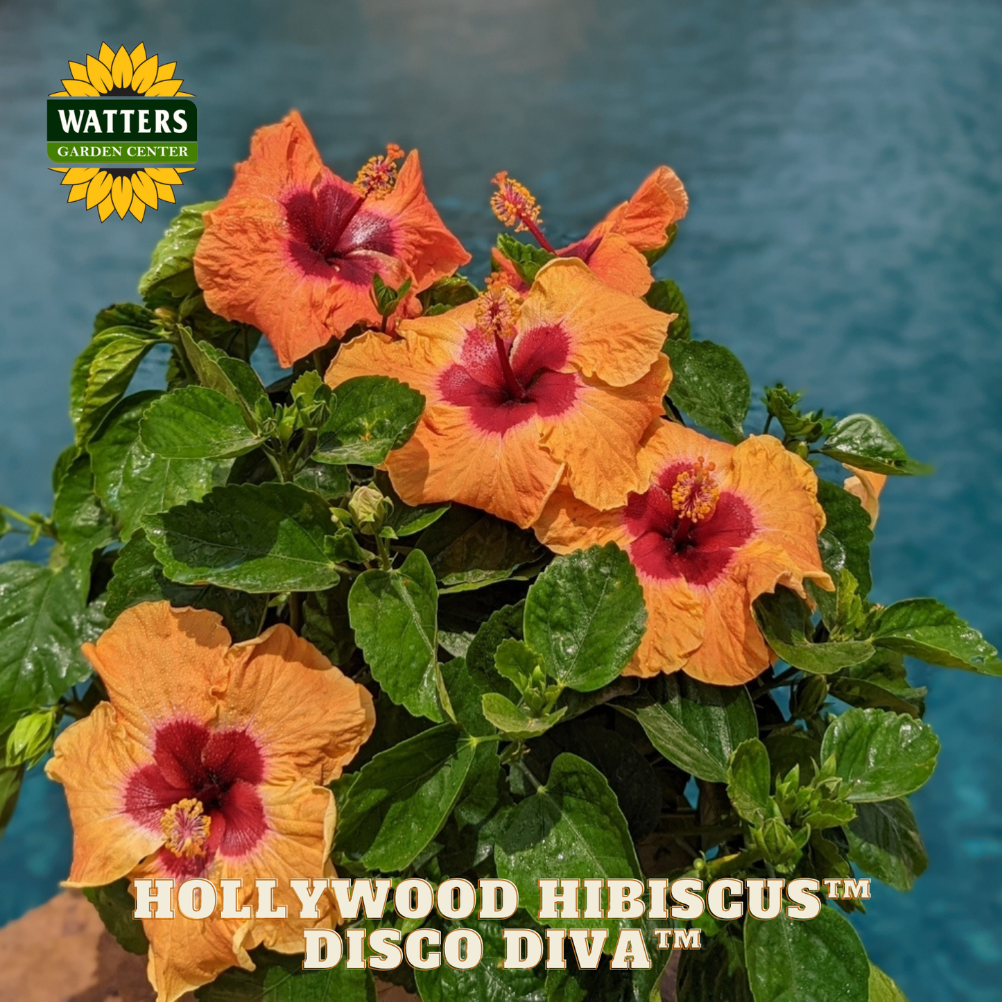 Hollywood Hibiscus Disco Diva plant with orange and red flowers against a blue background.