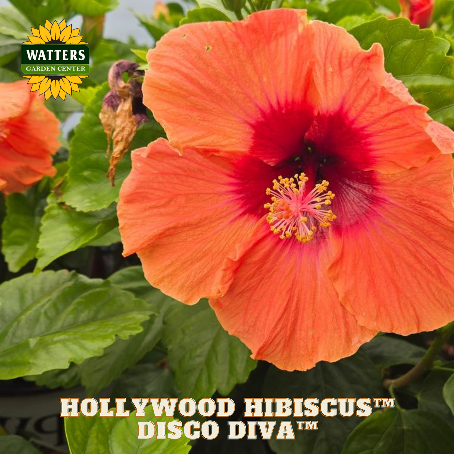 Orange hibiscus flower with green leaves and Watters Garden Center logo.