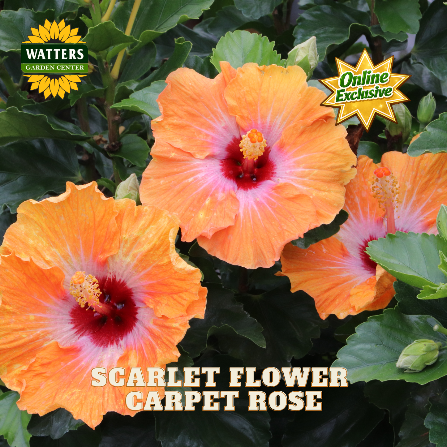 Hollywood Hibiscus™ Heartthrob™ (Hibiscus rosa-sinensis Heartthrob™) - 2 gallon