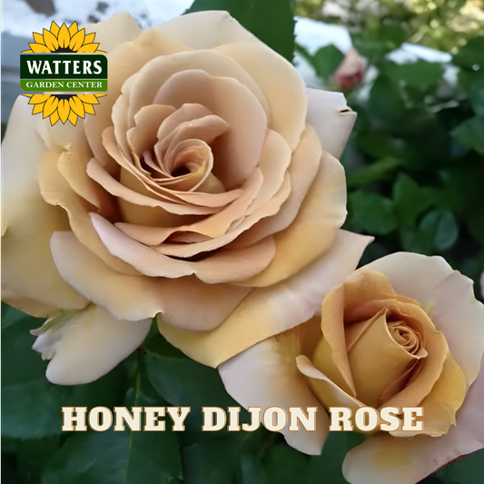 Honey Dijon rose with Watters Garden Center logo in the corner.