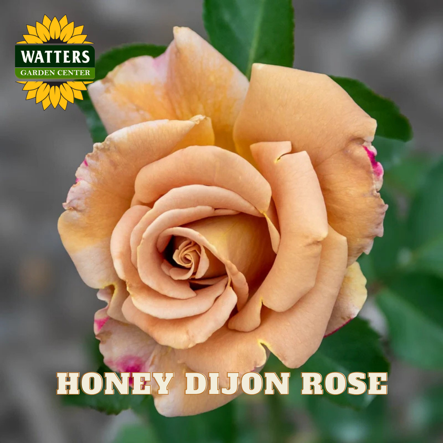 Honey Dijon rose with Watters Garden Center logo and text overlay.
