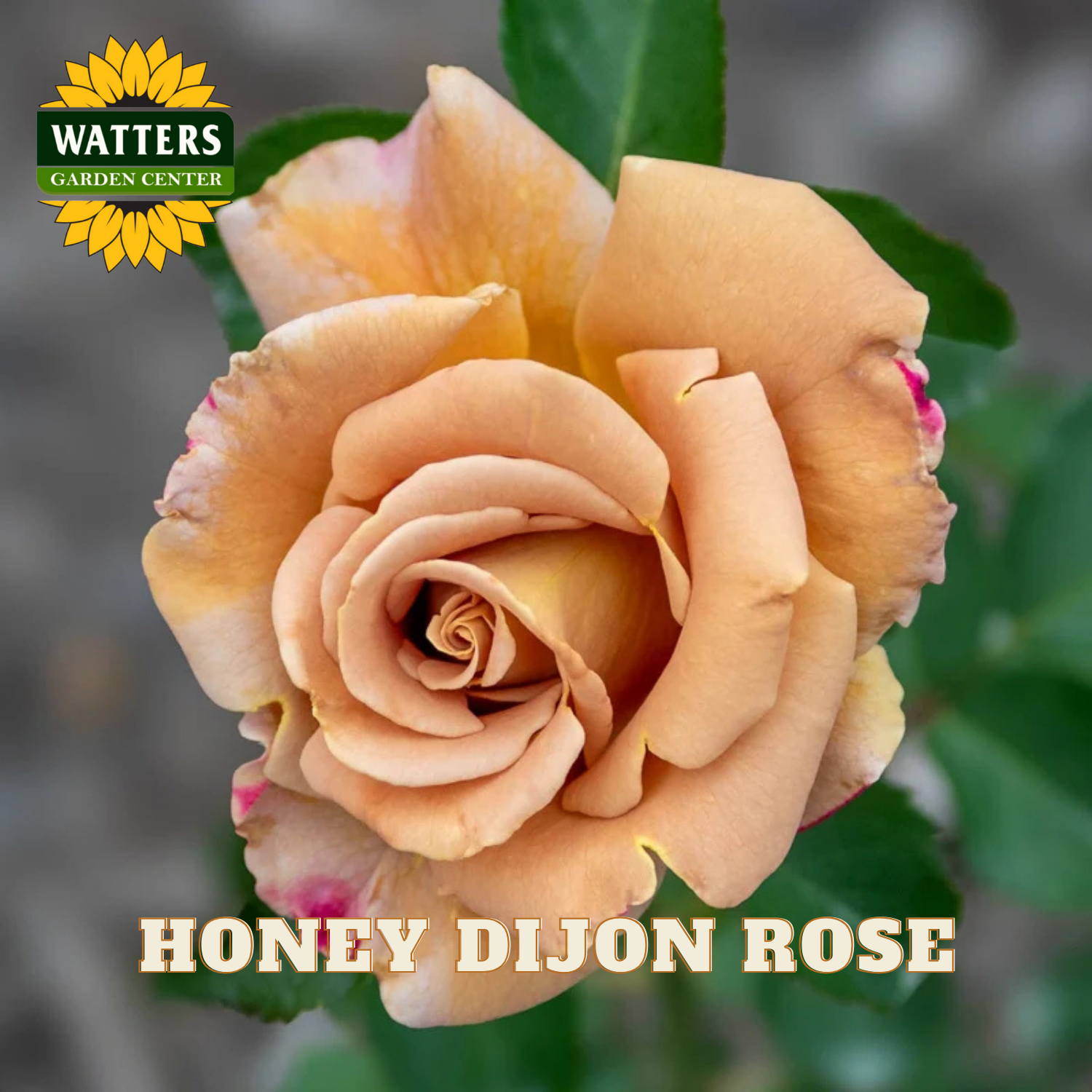 Honey Dijon rose with Watters Garden Center logo and text overlay.