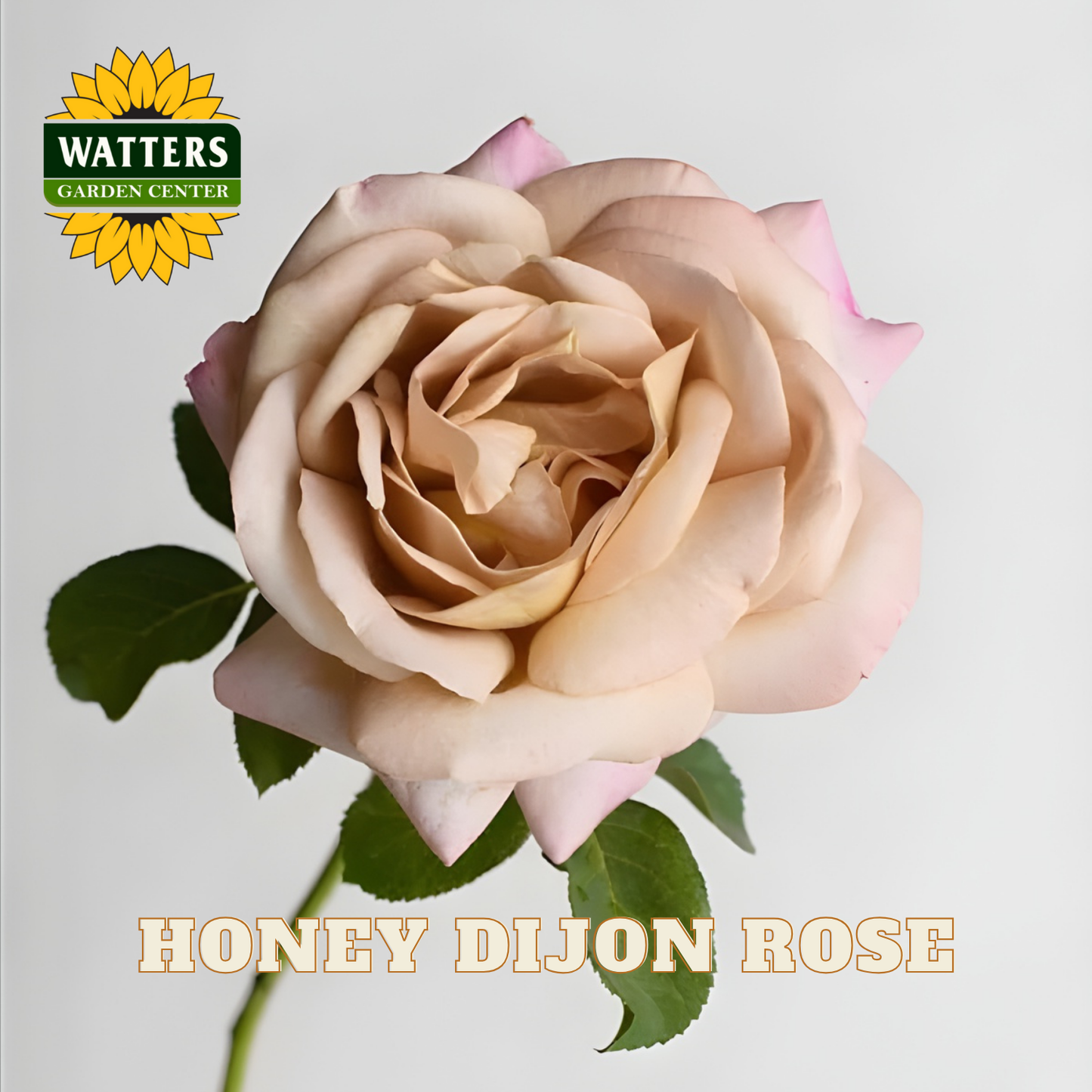 Honey Dijon rose with Watters Garden Center logo on a light gray background