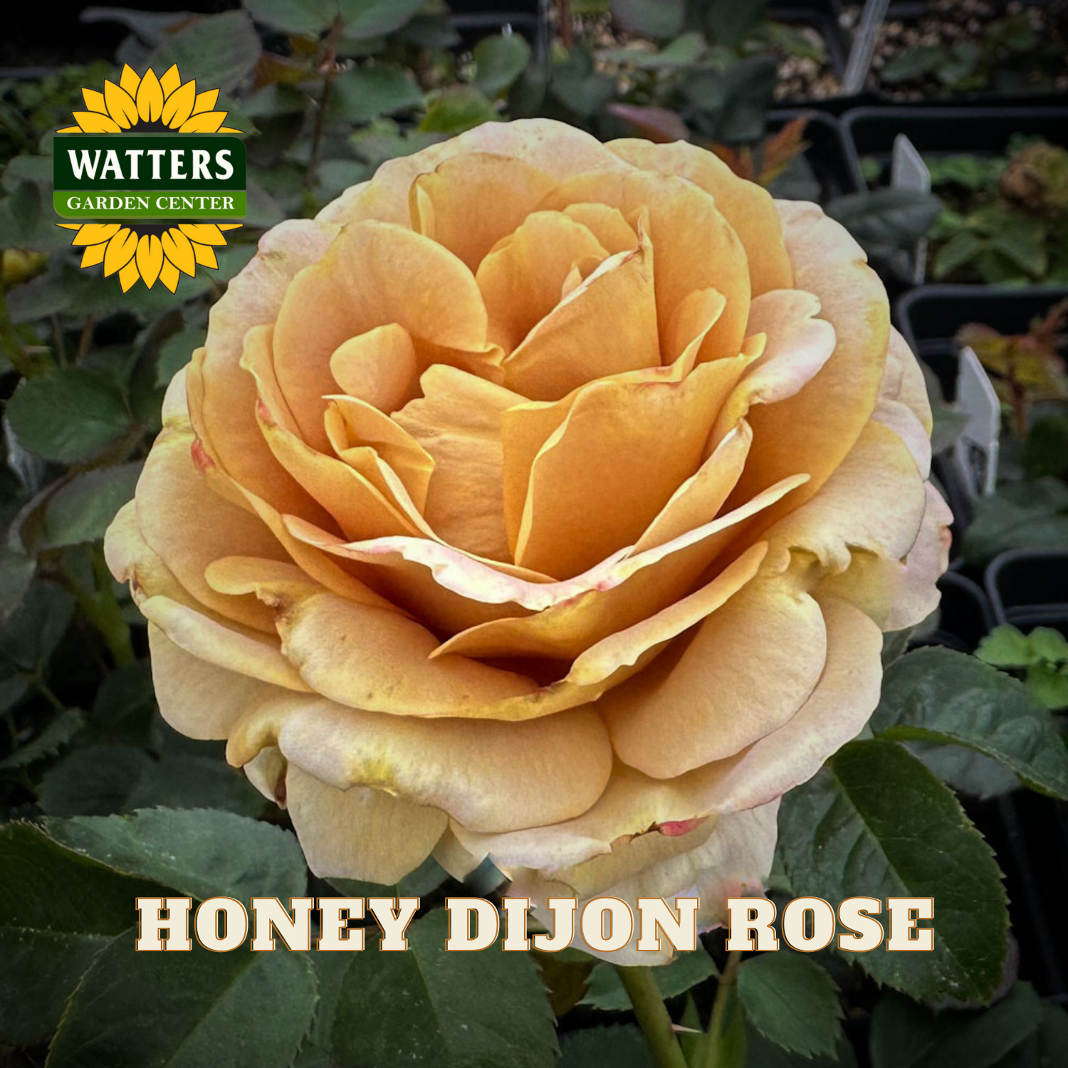 Honey Dijon rose with Watters Garden Center logo in the background