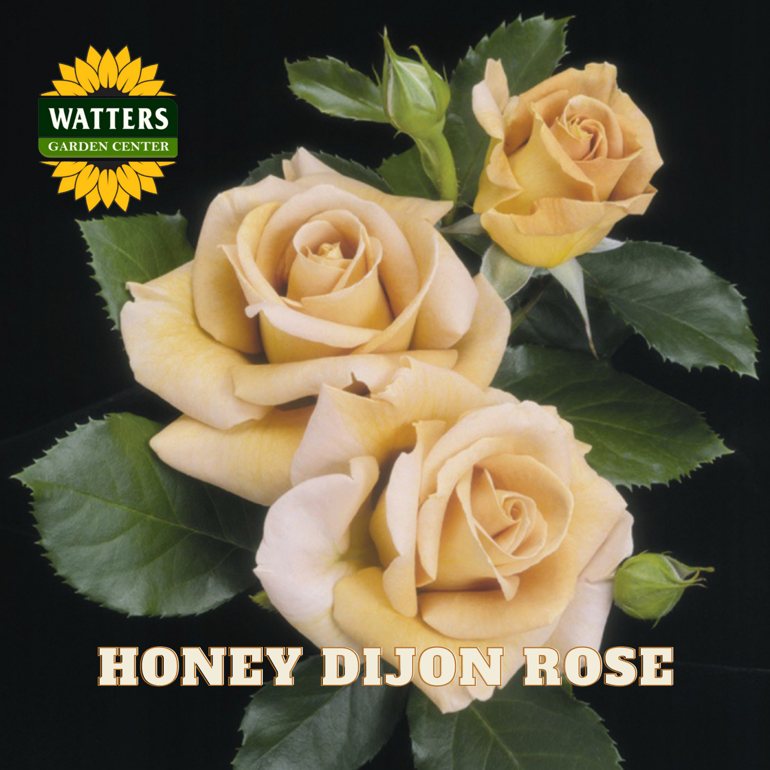 Honey Dijon roses with Watters Garden Center logo on a black background