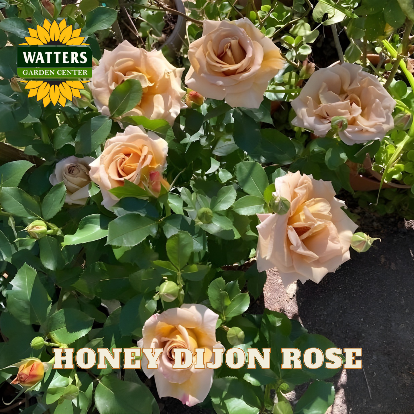Honey Dijon roses with Watters Garden Center logo in the corner.