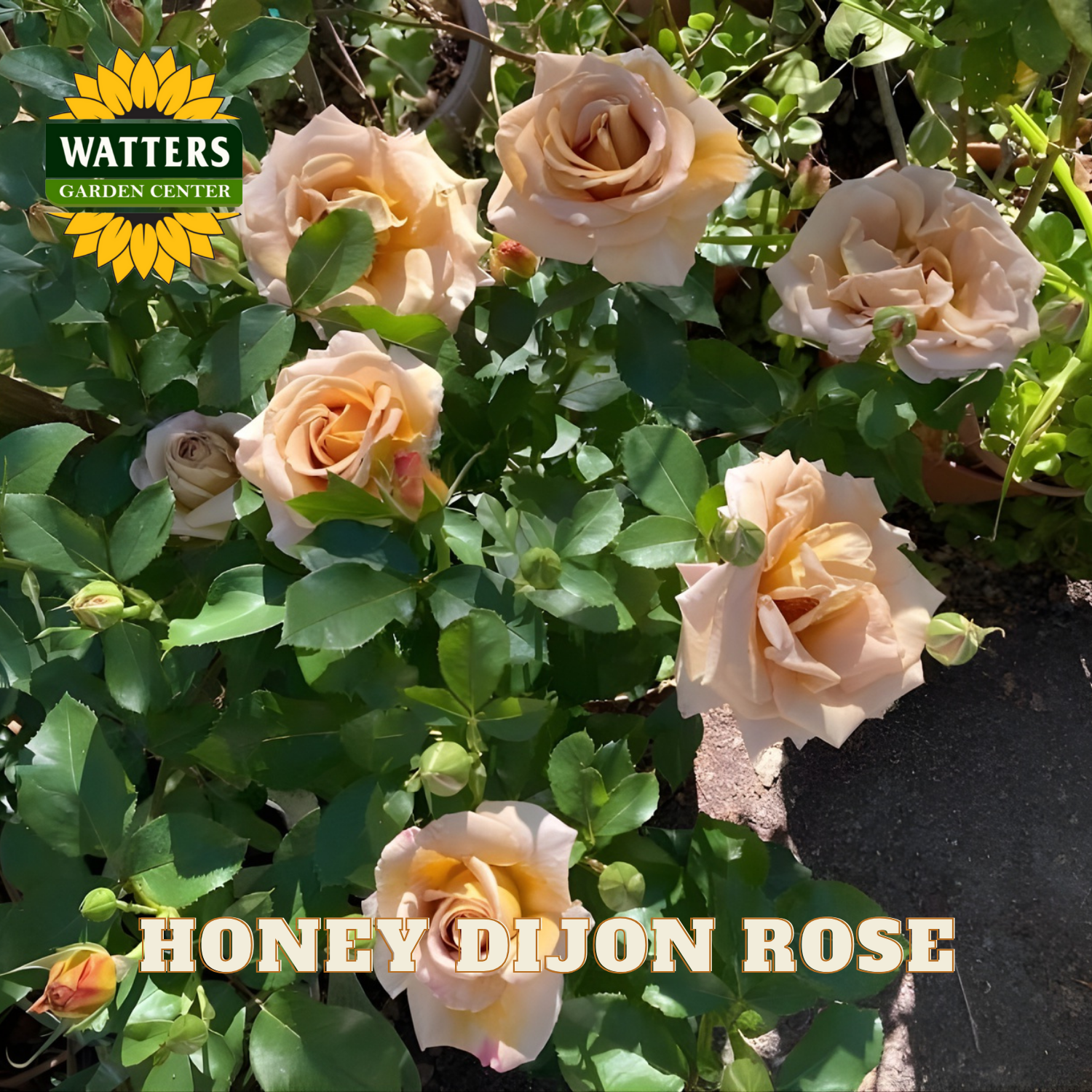 Honey Dijon roses with Watters Garden Center logo in the corner.