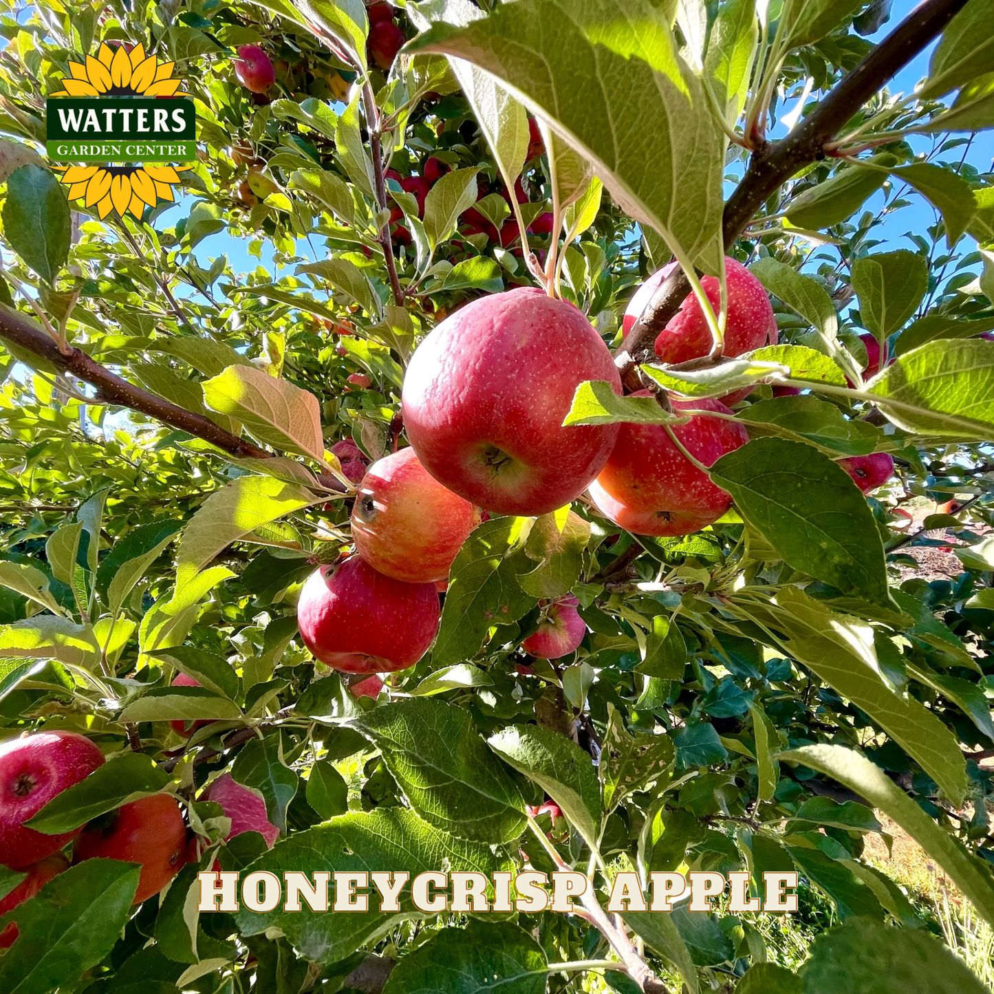 Honeycrisp apples on a tree with Watters Garden Center logo.