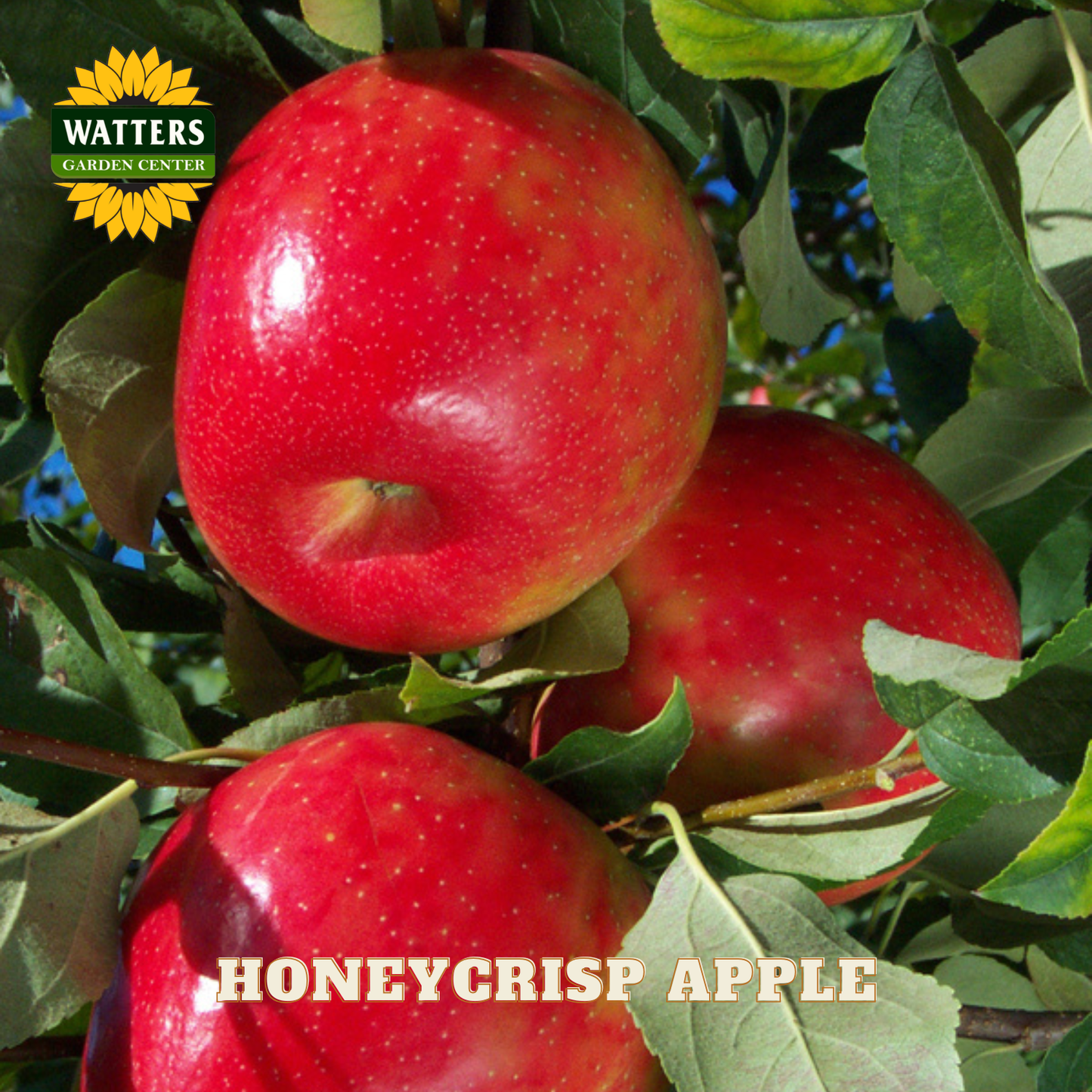 Red honeycrisp apples on a tree branch with Watters Garden Center logo.