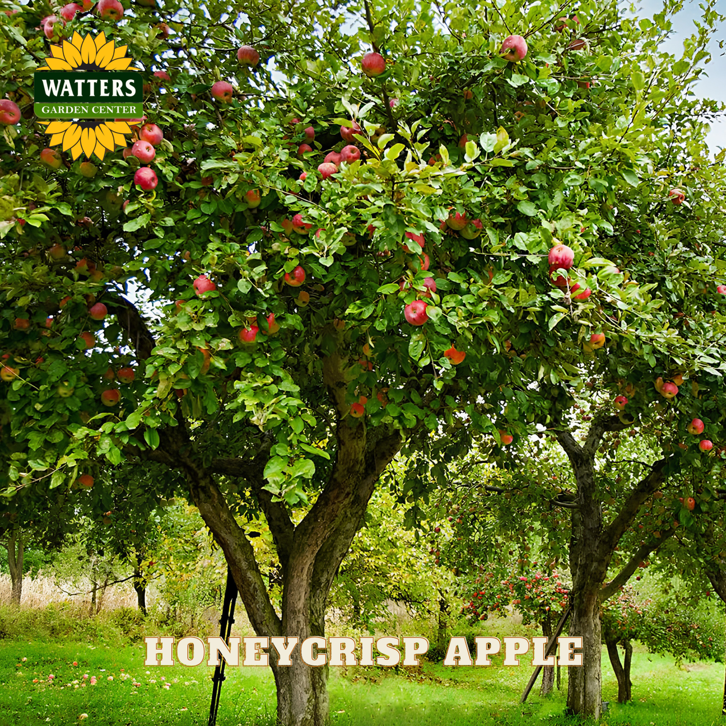 Honeycrisp apple tree with ripe apples in an orchard, featuring Watters Garden Center logo.