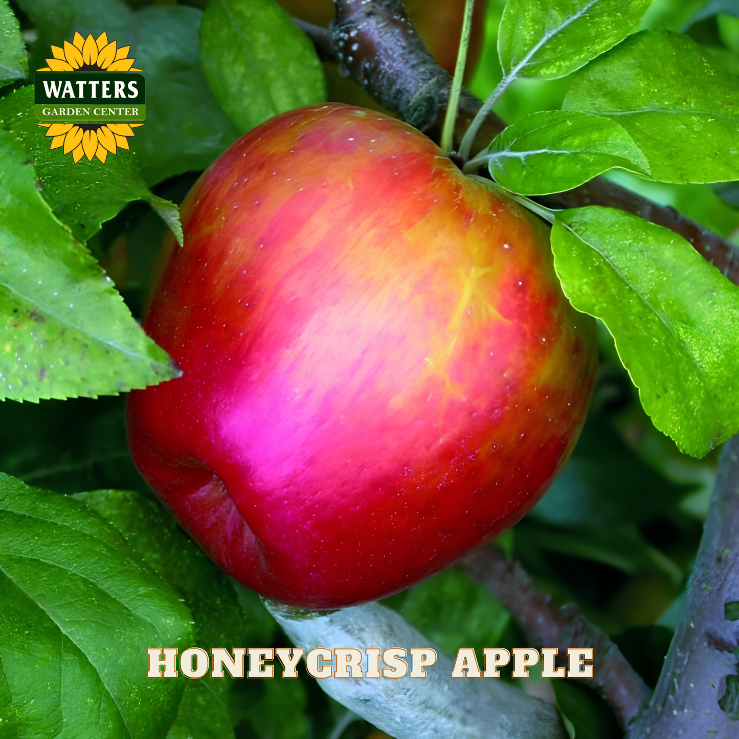 Honeycrisp apple on a tree branch with Watters Garden Center branding.