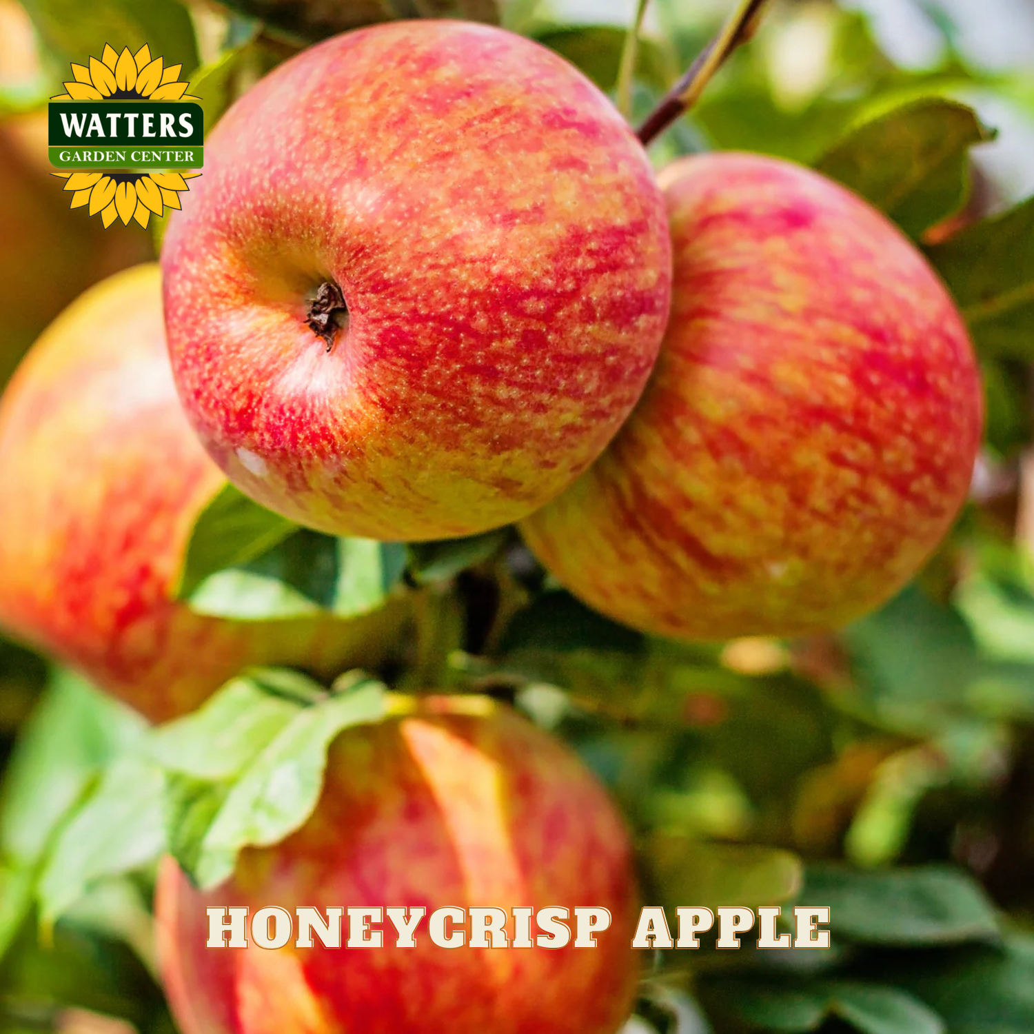 Honeycrisp apples on a tree branch with Watters Garden Center logo.