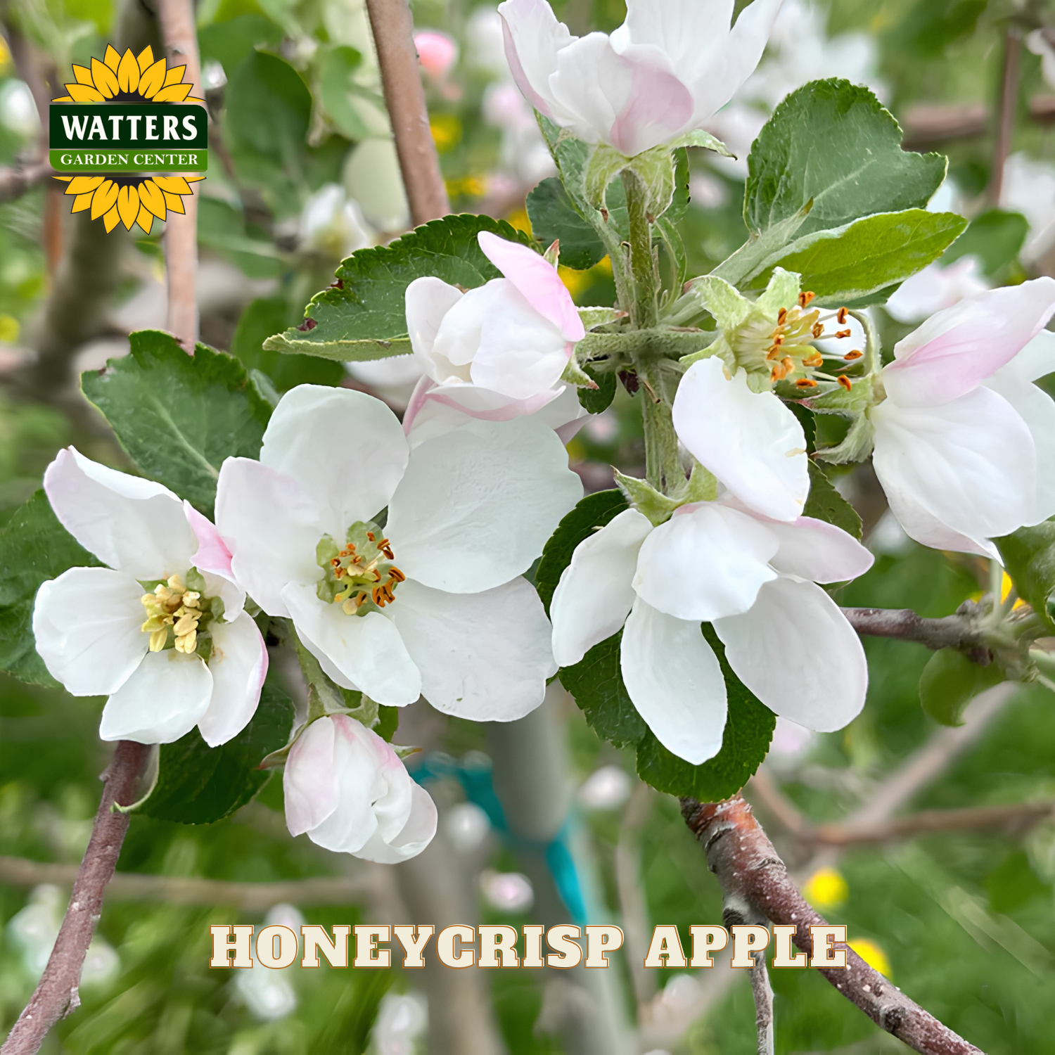 Honeycrisp apple blossoms with Watters Garden Center logo