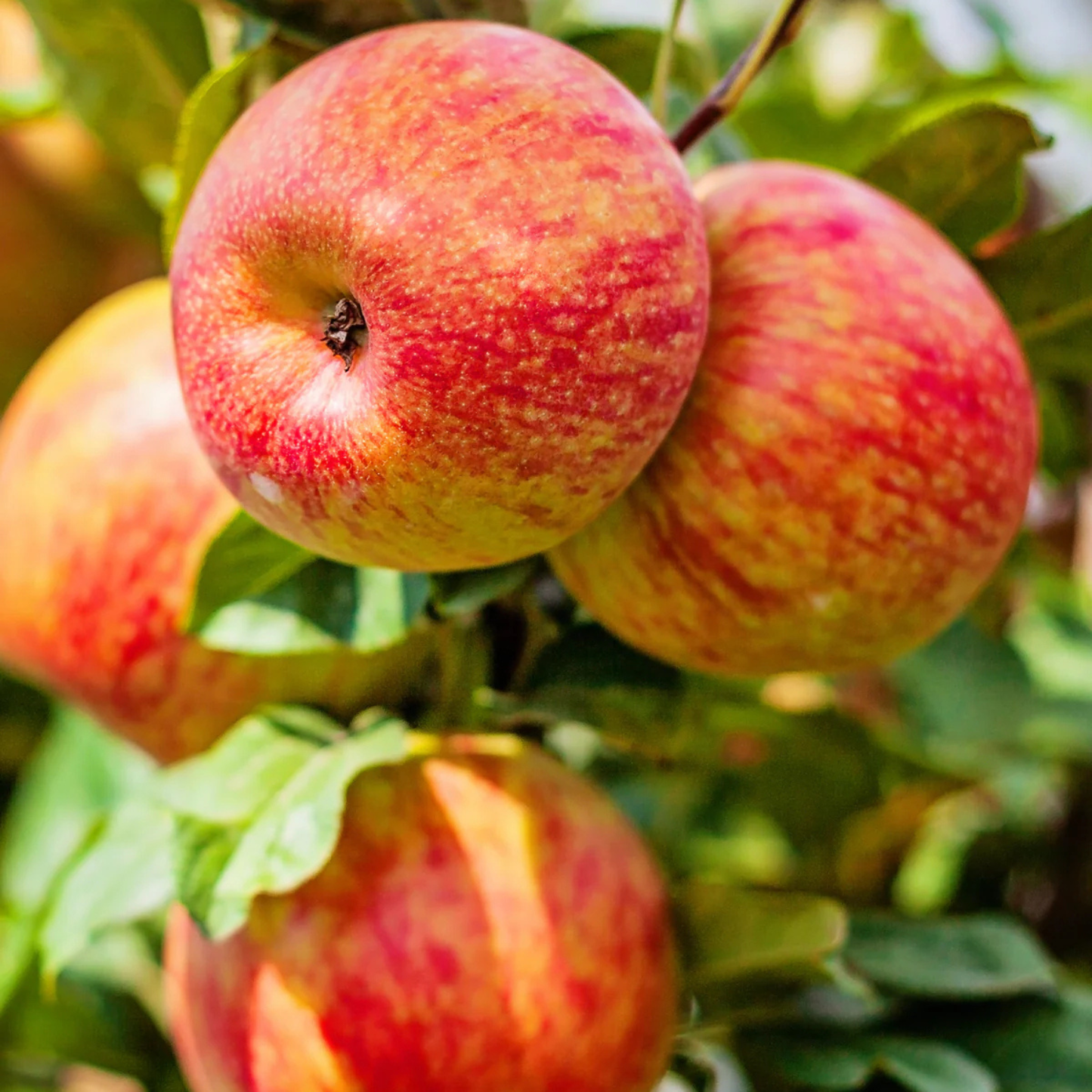 Red and yellow apples on a tree branch with green leaves.
