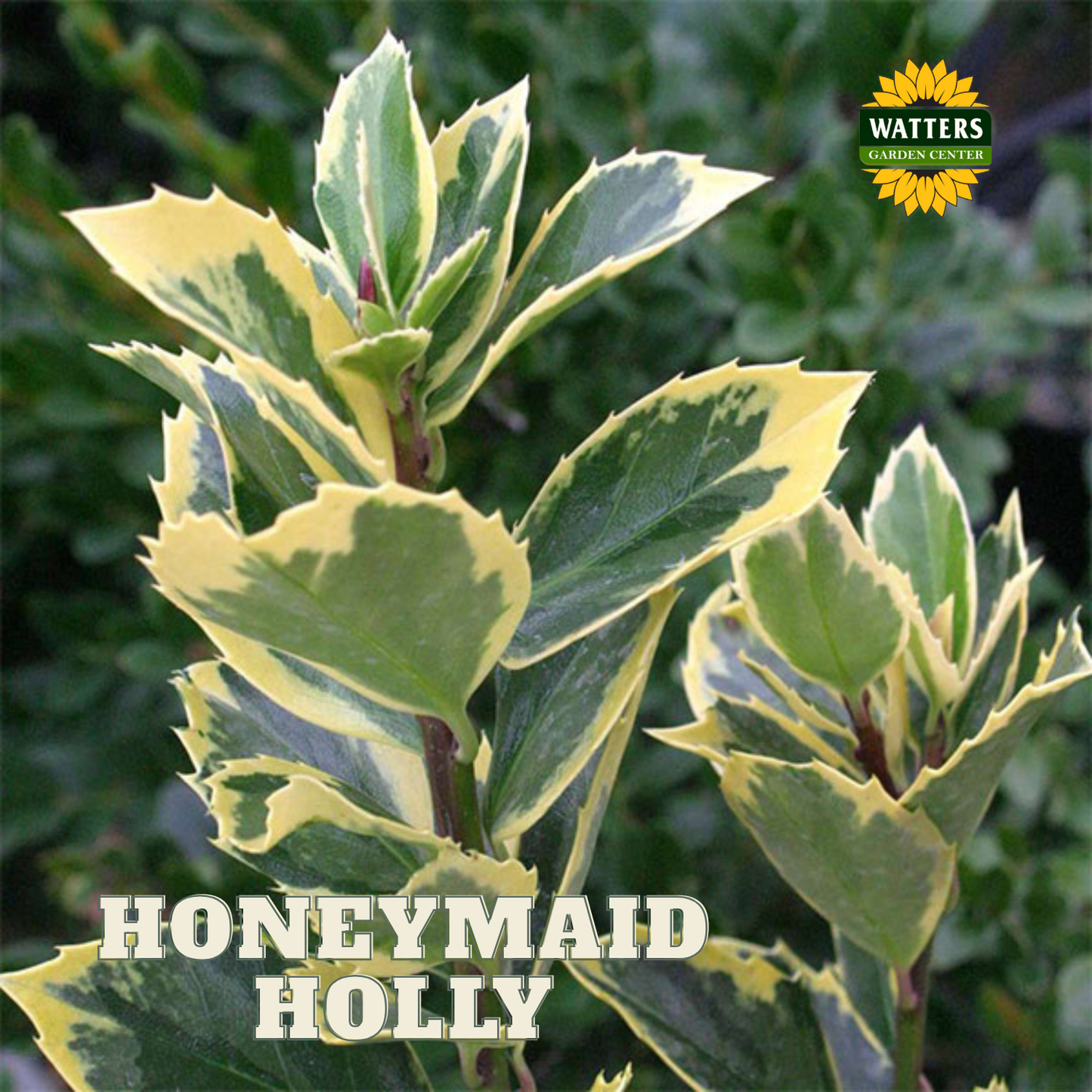 Honeymaid™ Meserve Holly (ILEX X MES. HONEYMAID) - 3 gallon 15"