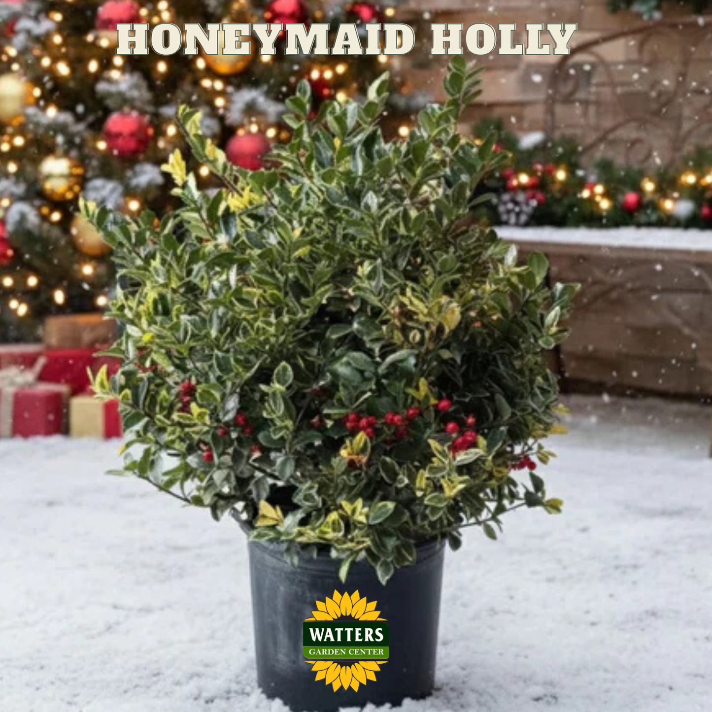 Honeymaid™ Meserve Holly (ILEX X MES. HONEYMAID) - 3 gallon 15"