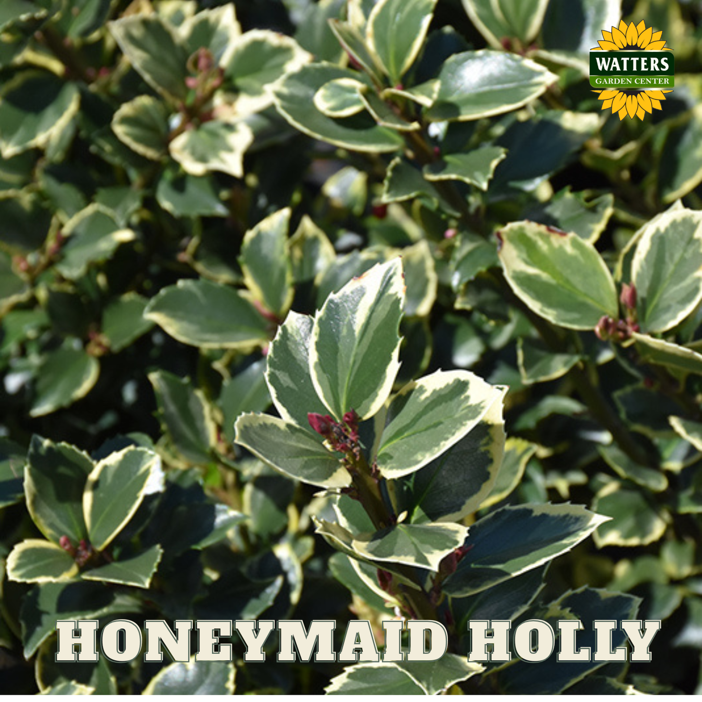 Honeymaid™ Meserve Holly (ILEX X MES. HONEYMAID) - 3 gallon 15"