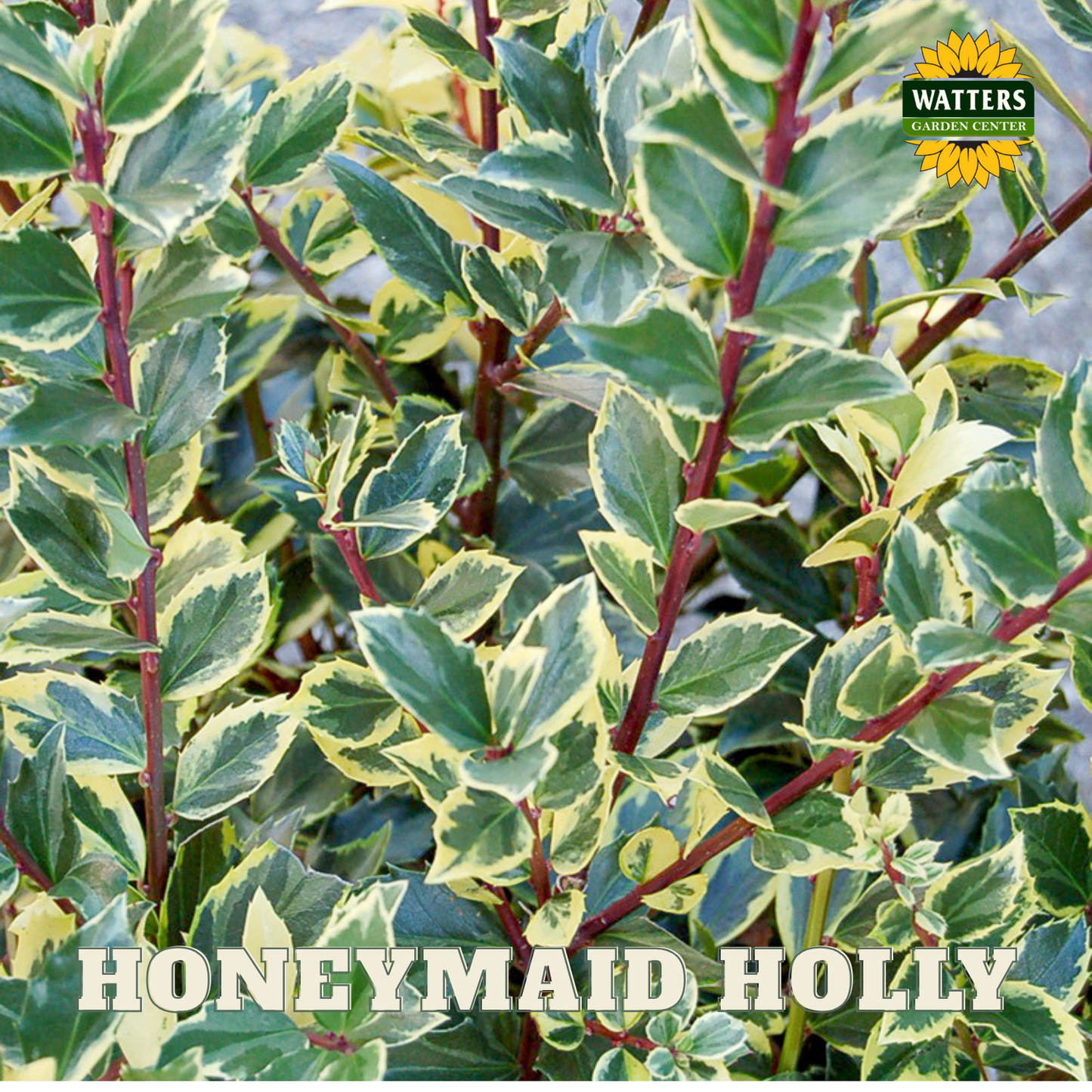 Honeymaid™ Meserve Holly (ILEX X MES. HONEYMAID) - 3 gallon 15"
