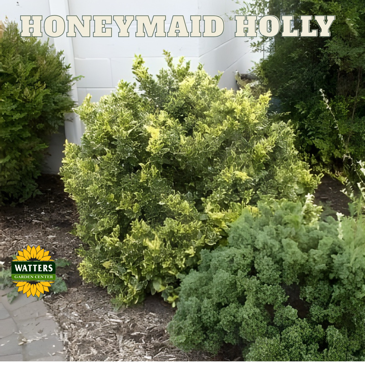 Honeymaid™ Meserve Holly (ILEX X MES. HONEYMAID) - 3 gallon 15"