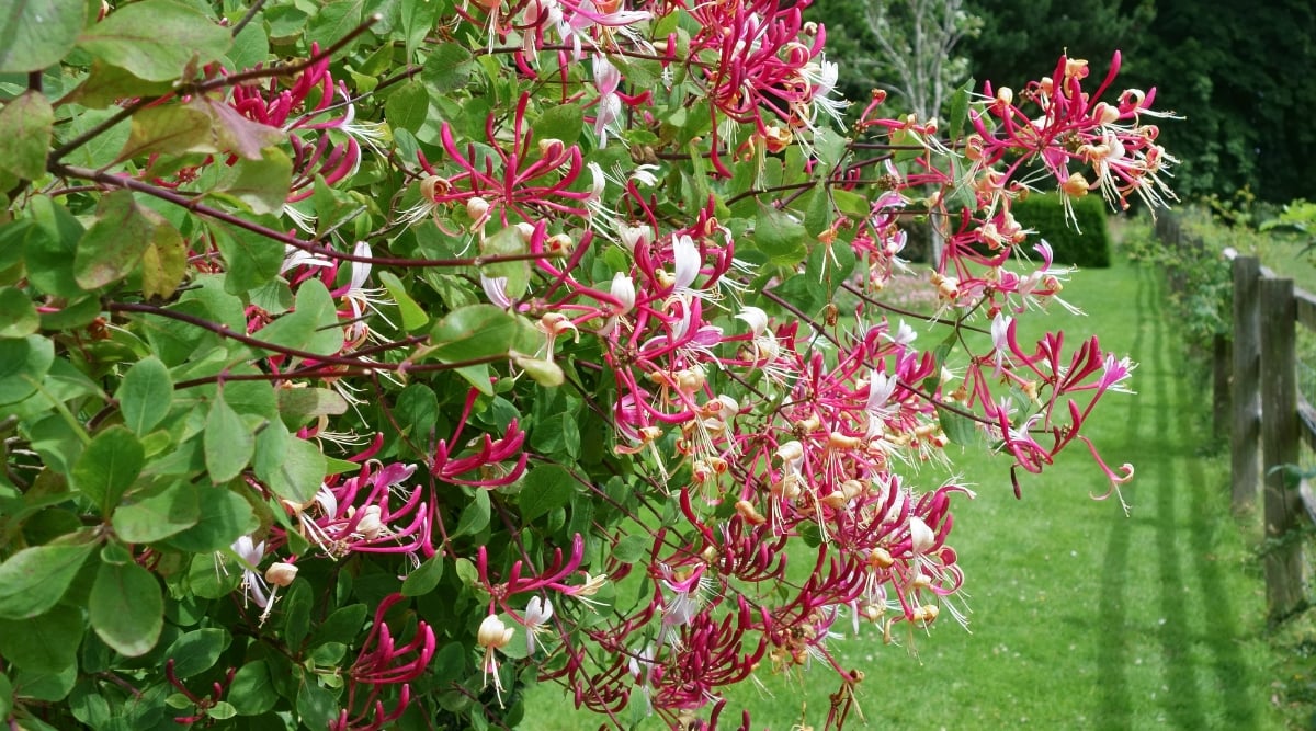 GOLDFLAME HONEYSUCKLE 2gal
