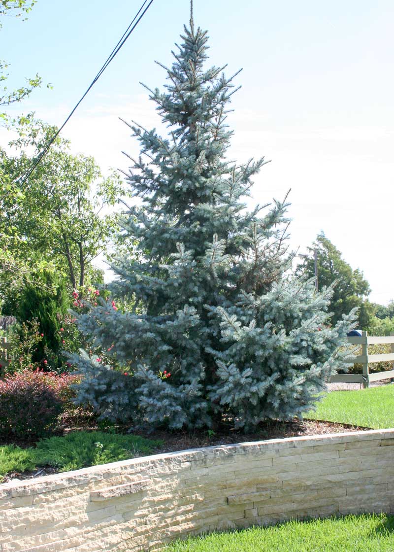 HOOPSII COLORADO SPRUCE 7gal