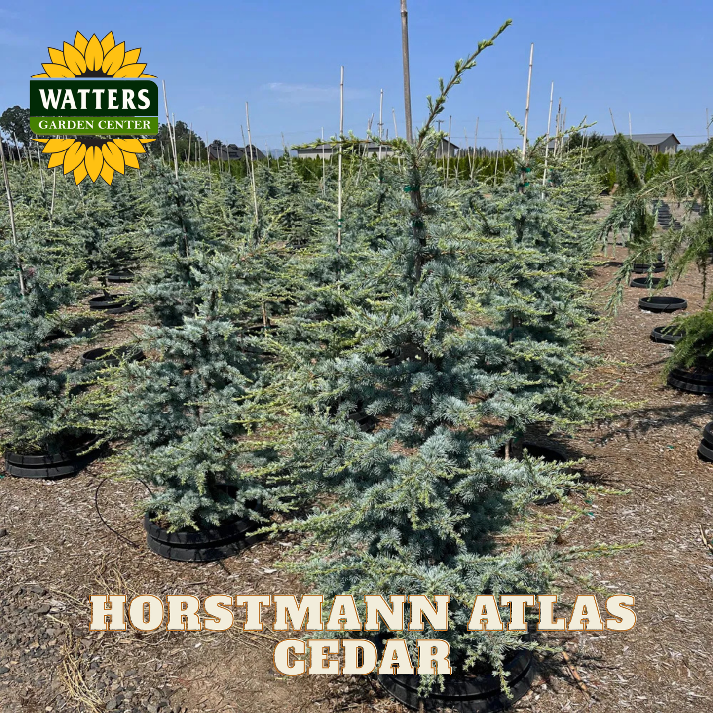 Horstmann Atlas Cedar trees in a nursery with Watters Garden Center branding.