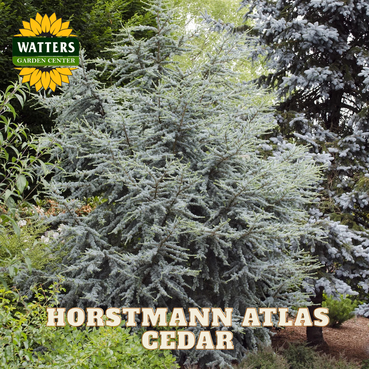 Horstmann Atlas Cedar tree with Watters Garden Center logo in the background