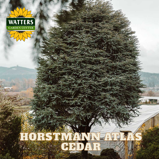 Horstmann Atlas Cedar tree with Watters Garden Center logo in the corner.