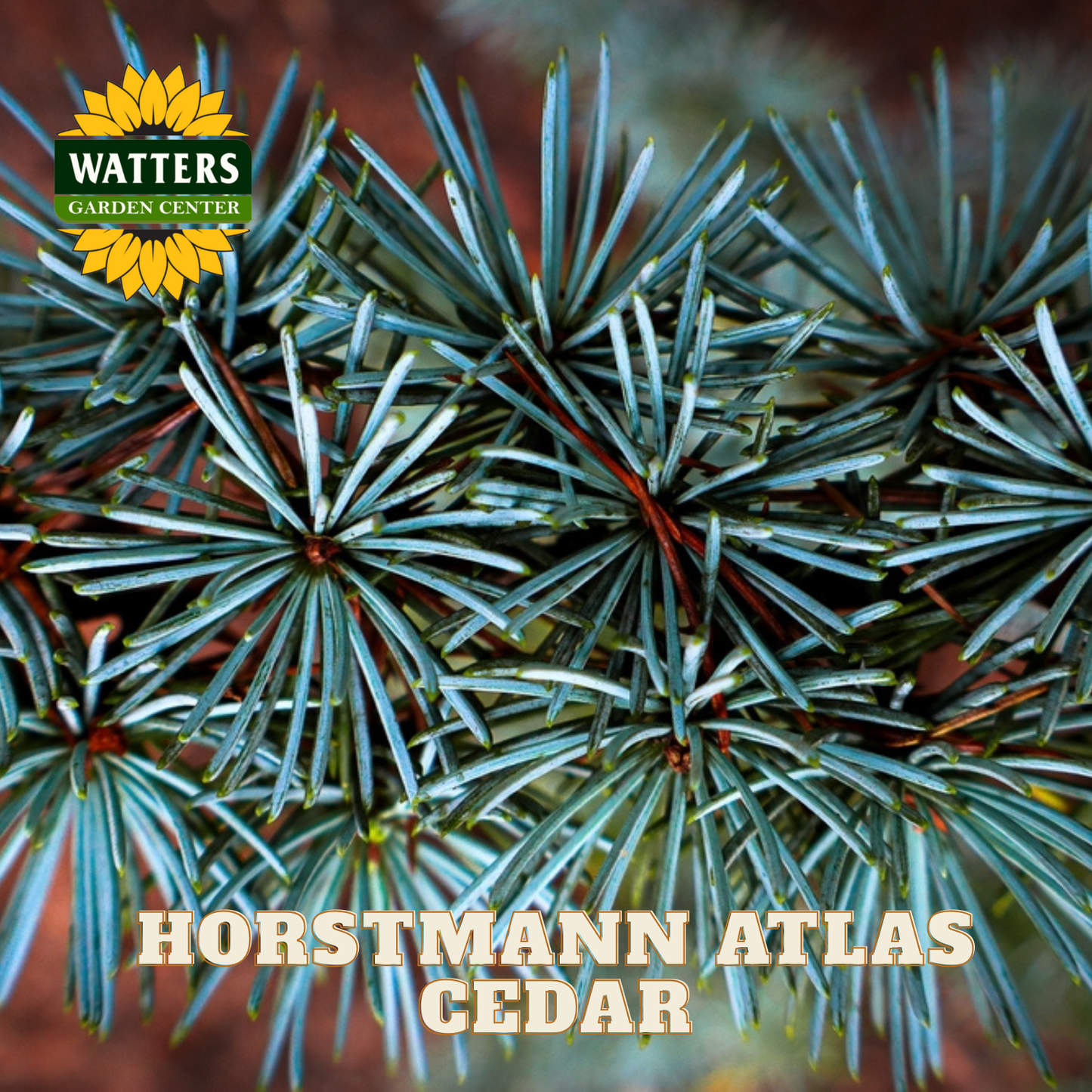 Horstmann Atlas Cedar branches with Watters Garden Center logo