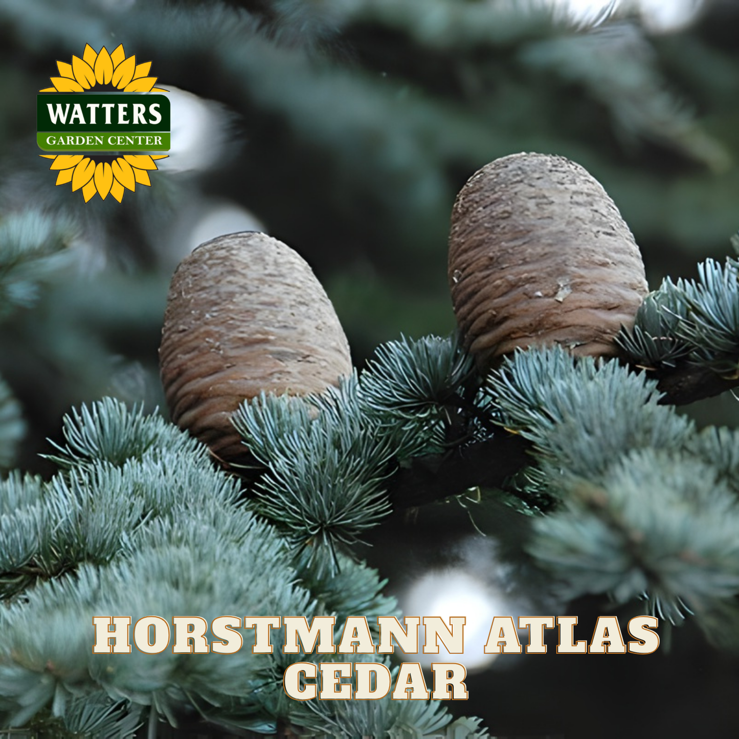 Horstmann Atlas Cedar cones on a branch with Watters Garden Center logo.