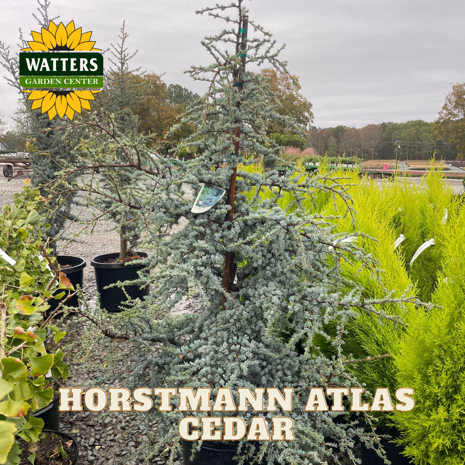 Horstmann Atlas Cedar trees in pots with Watters Garden Center branding.