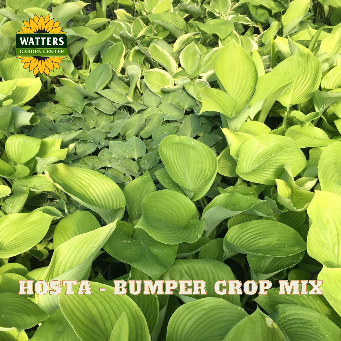 Hosta plants with 'Watters Garden Center' logo and text overlay.