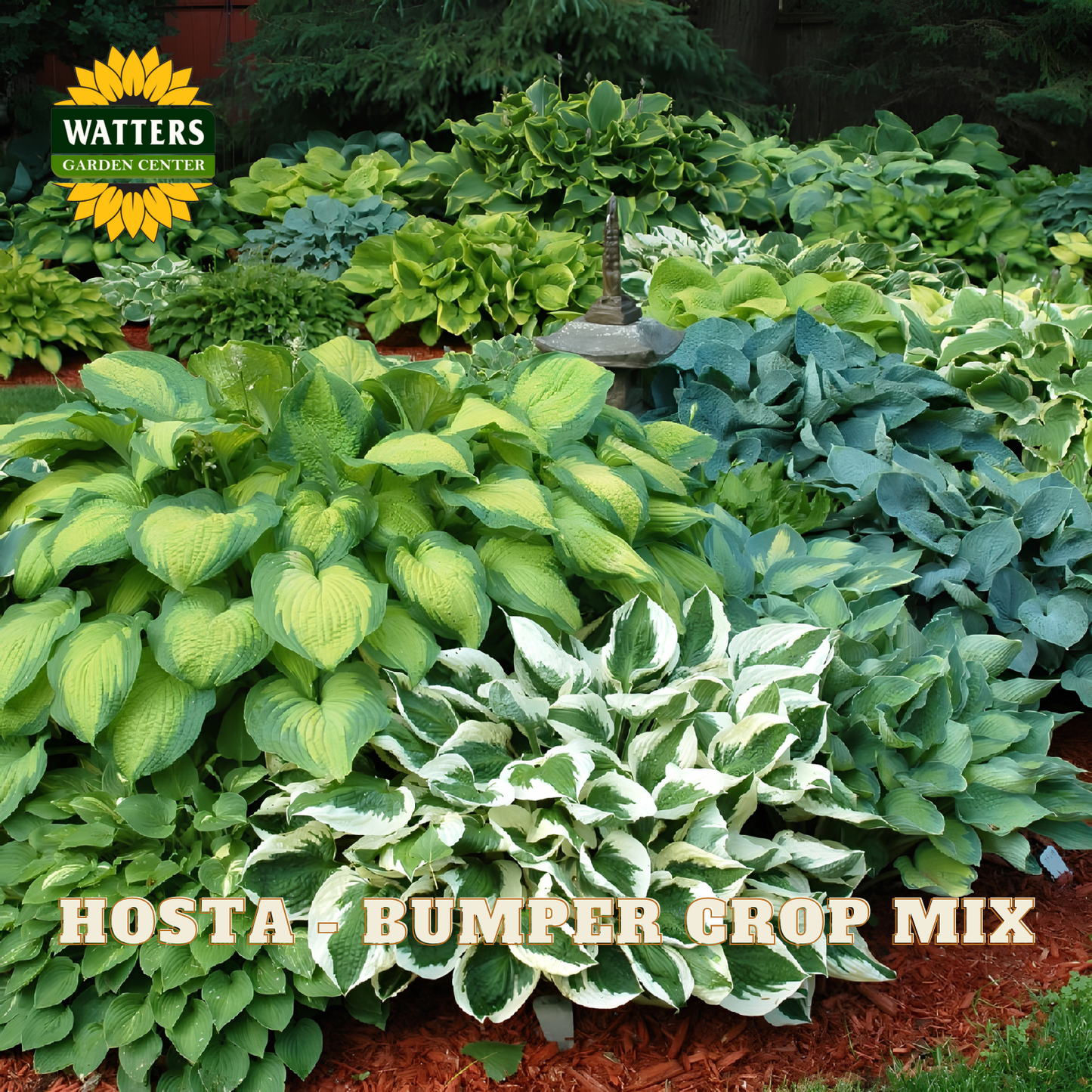 Collection of hosta plants with a Watters Garden Center logo in the background
