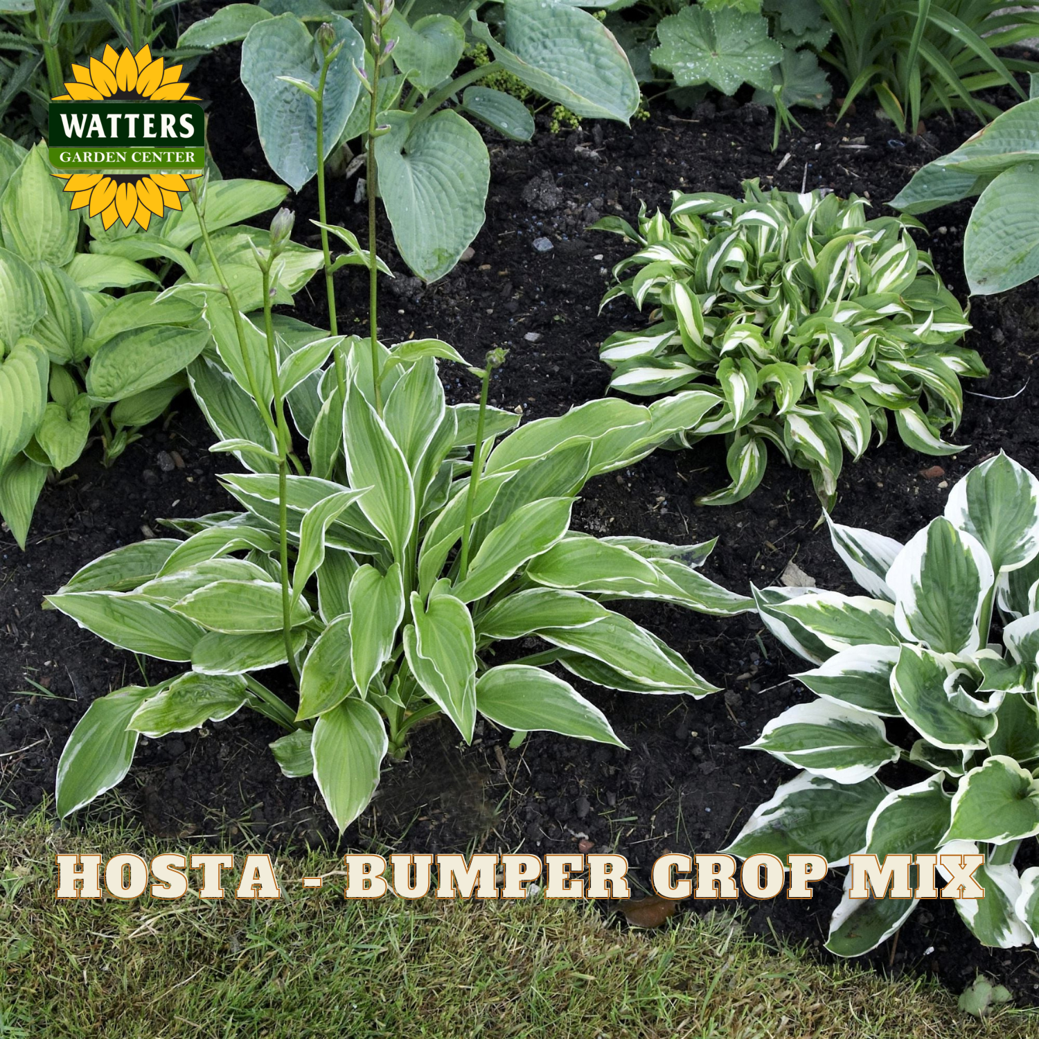 Hosta plants with variegated leaves in a garden setting, featuring Watters Garden Center branding.