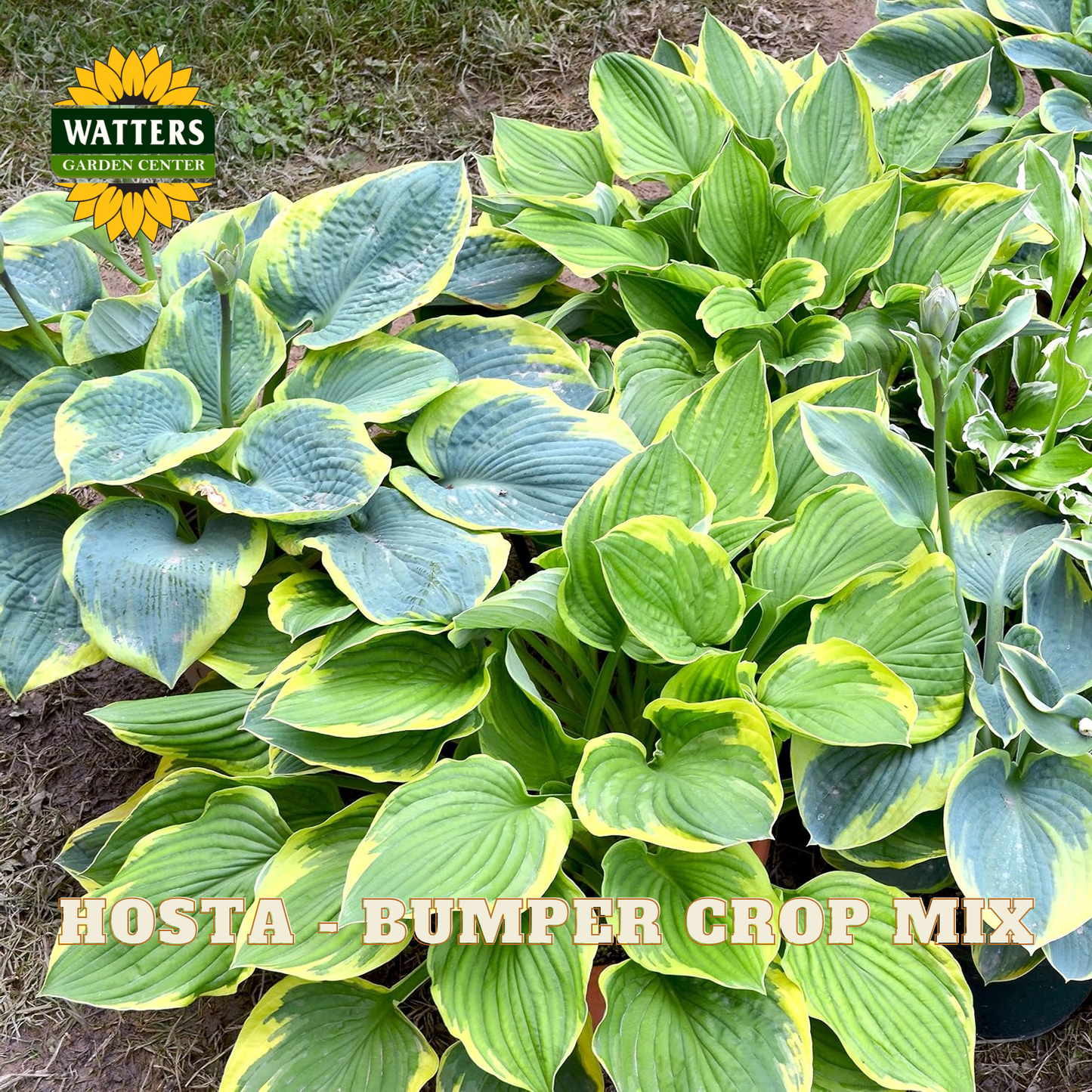 Hosta plants with green and yellow leaves, labeled 'Watters Garden Center' and 'Hosta - Bumper Crop Mix'.