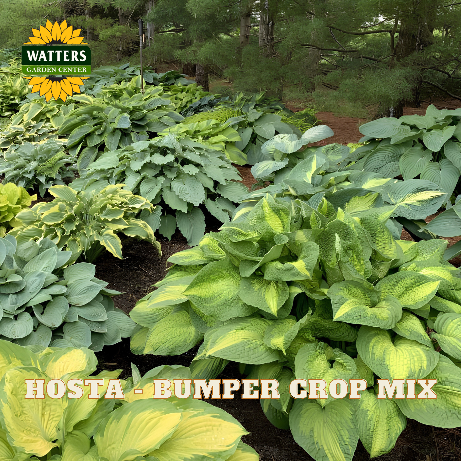 Hosta plants with 'Watters Garden Center' branding in a garden setting.