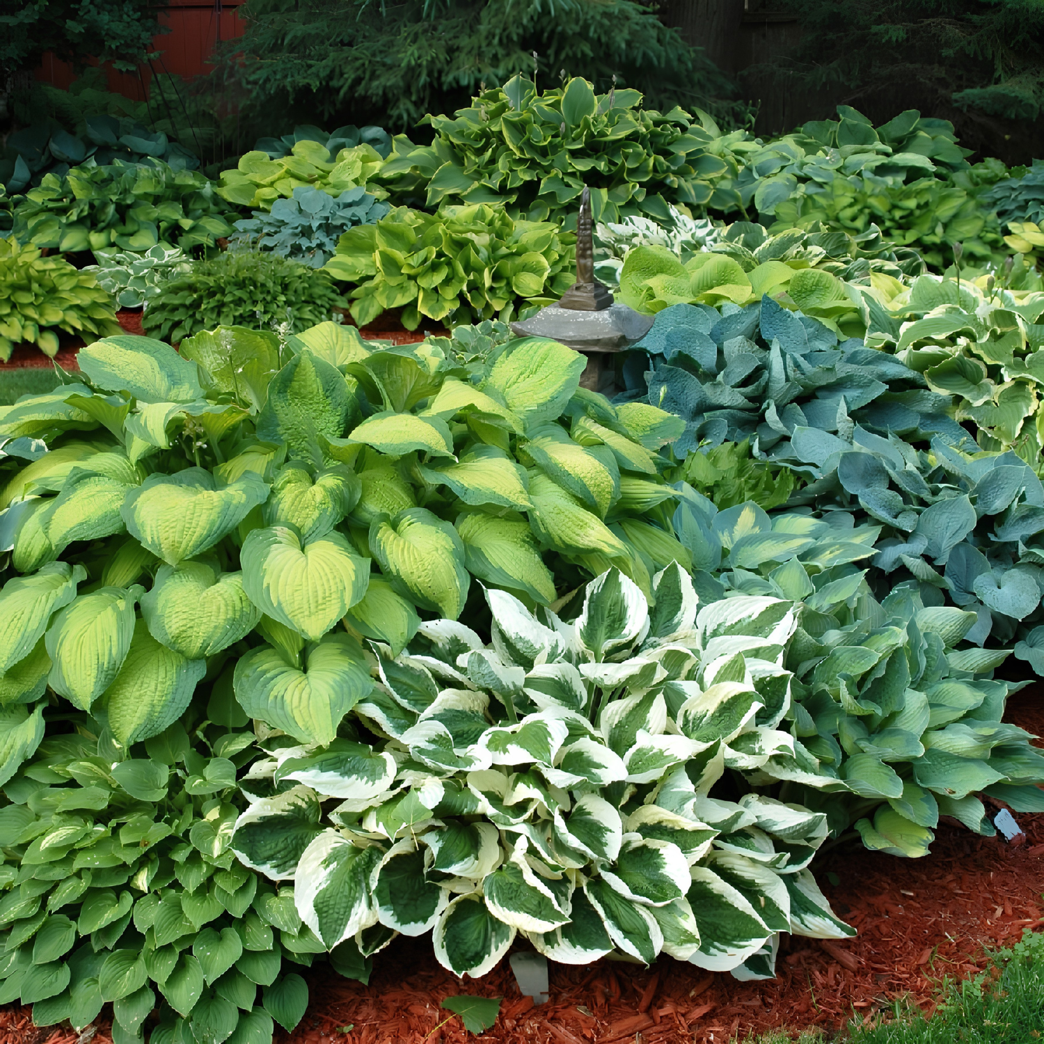 Variegated hosta plants in a garden setting