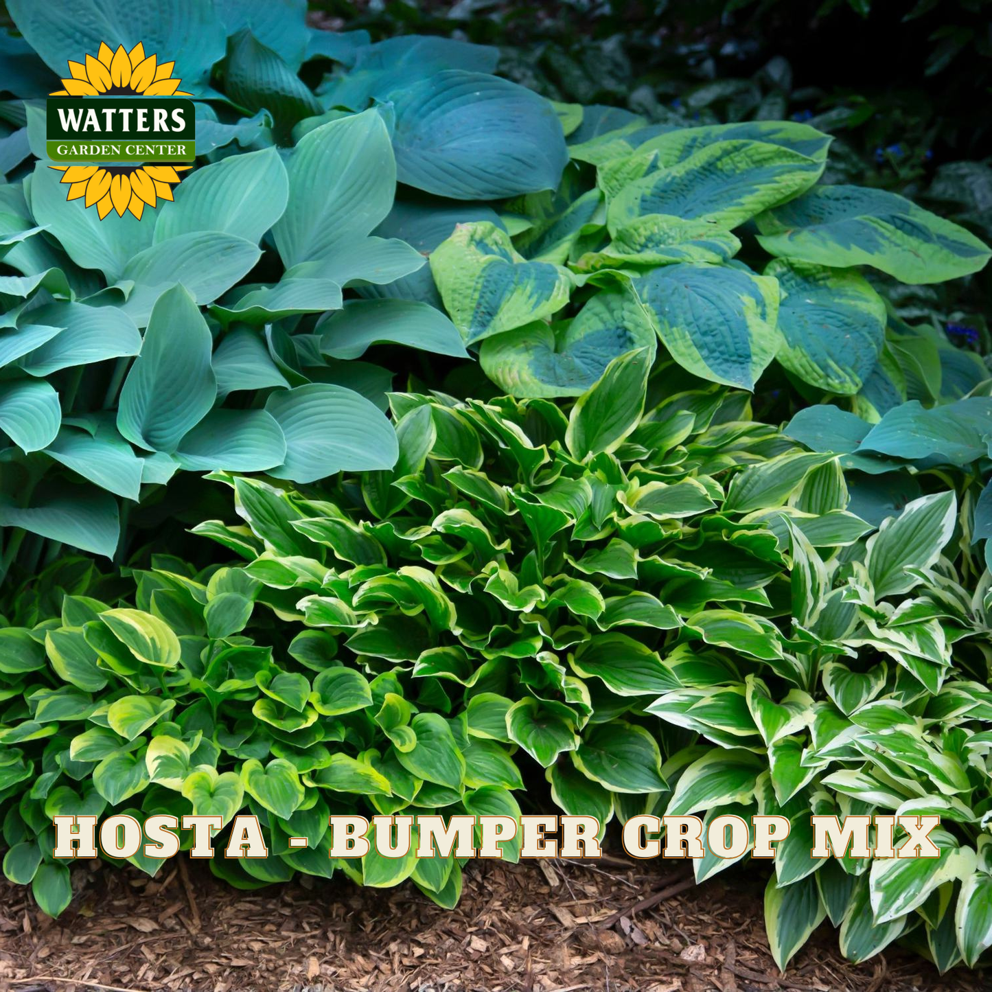 Hosta plants with green and variegated leaves, labeled 'Watters Garden Center' and 'Hosta Bumper Crop Mix'.