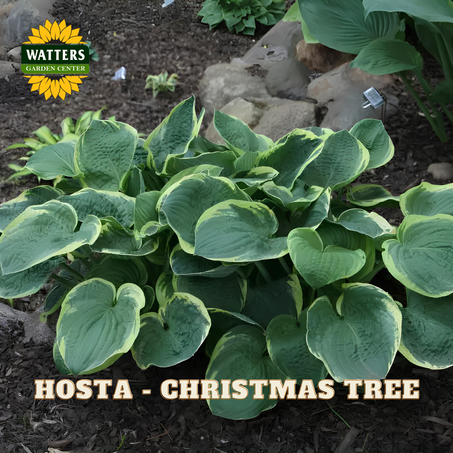 Hosta 'Christmas Tree' variegated green and yellow foliage plant in a garden setting with mulch and rocks, featuring a Watters Garden Centers logo and 'HOSTA - CHRISTMAS TREE' text overlay.