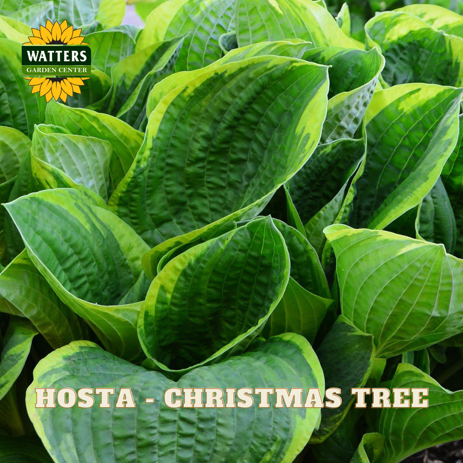 Close-up of variegated hosta leaves with deep green centers and bright yellow-green edges, with the text 'HOSTA - CHRISTMAS TREE' and a 'WATTERS GARDEN CENTER' logo overlaid on the image.