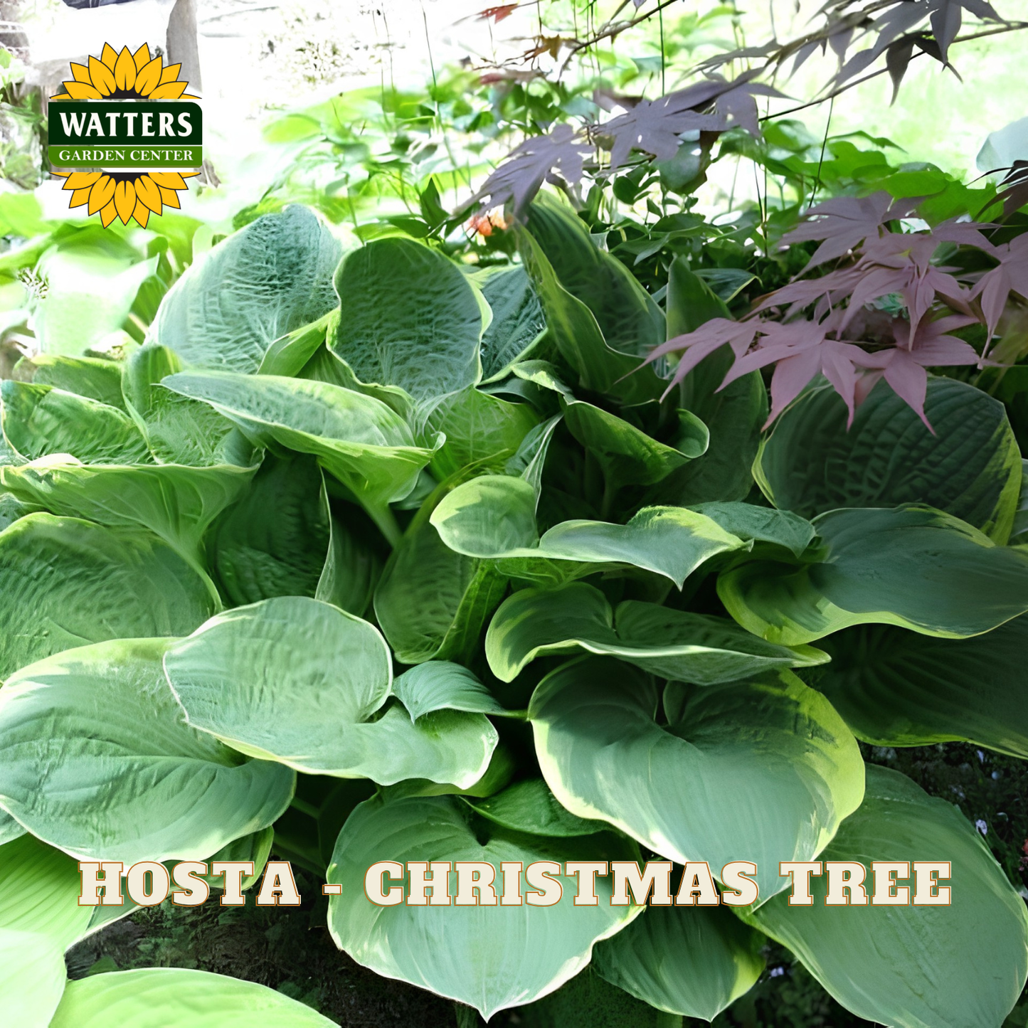 Close-up of variegated hosta leaves with green and cream edges, overlaid with the Watters Gardening Centre logo and the text 'HOSTA - CHRISTMAS 
