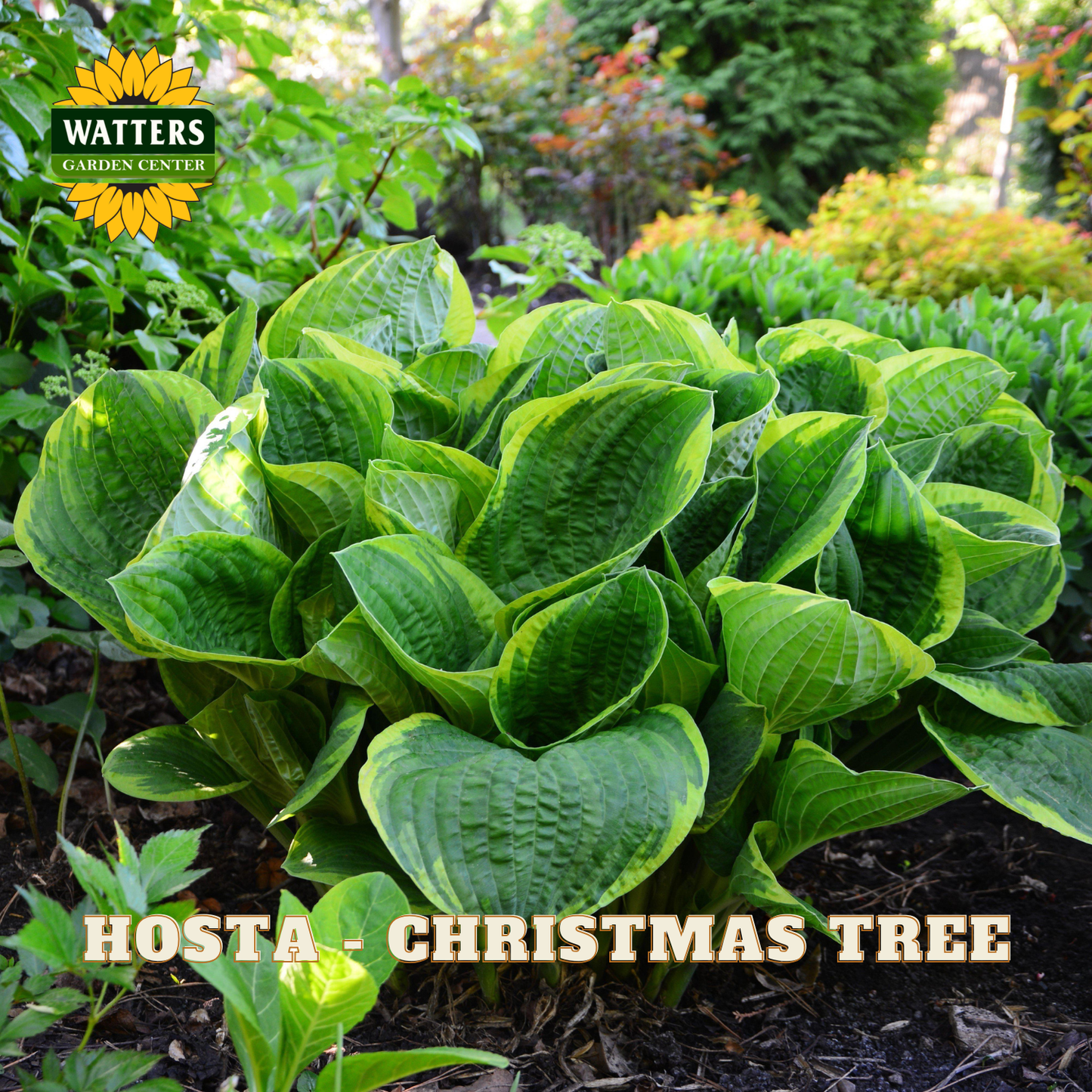 Hosta 'Christmas Tree' foliage in a garden setting, featuring large variegated green leaves with yellow margins. The image includes a Watters Garden Center logo in the top-left corner and the text 'HOSTA - CHRISTMAS TREE' at the bottom.